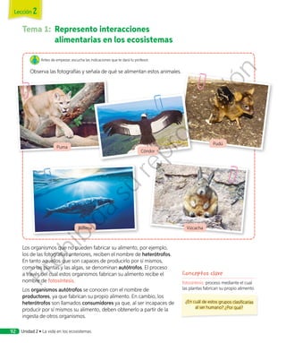 Antes de empezar, escucha las indicaciones que te dará tu profesor.
Observa las fotografías y señala de qué se alimentan estos animales.
Tema 1:	 Represento interacciones
alimentarias en los ecosistemas
¿En cuál de estos grupos clasificarías
al ser humano? ¿Por qué?
Los organismos que no pueden fabricar su alimento, por ejemplo,
los de las fotografías anteriores, reciben el nombre de heterótrofos.
En tanto aquellos que son capaces de producirlo por sí mismos,
como las plantas y las algas, se denominan autótrofos. El proceso
a través del cual estos organismos fabrican su alimento recibe el
nombre de fotosíntesis.
Los organismos autótrofos se conocen con el nombre de
productores, ya que fabrican su propio alimento. En cambio, los
heterótrofos son llamados consumidores ya que, al ser incapaces de
producir por sí mismos su alimento, deben obtenerlo a partir de la
ingesta de otros organismos.
Conceptos clave
fotosíntesis: proceso mediante el cual
las plantas fabrican su propio alimento.
Ballena Vizcacha
Pudú
Puma
Cóndor
Lección 2
Unidad 2 • La vida en los ecosistemas92
Prohibida
su
reproducción
 