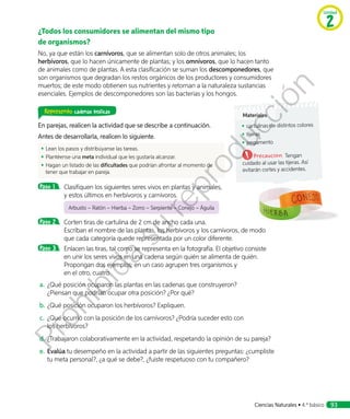 ¿Todos los consumidores se alimentan del mismo tipo
de organismos?
No, ya que están los carnívoros, que se alimentan solo de otros animales; los
herbívoros, que lo hacen únicamente de plantas; y los omnívoros, que lo hacen tanto
de animales como de plantas. A esta clasificación se suman los descomponedores, que
son organismos que degradan los restos orgánicos de los productores y consumidores
muertos; de este modo obtienen sus nutrientes y retornan a la naturaleza sustancias
esenciales. Ejemplos de descomponedores son las bacterias y los hongos.
Represento cadenas tróficas
En parejas, realicen la actividad que se describe a continuación.
Antes de desarrollarla, realicen lo siguiente.
◾◾ Lean los pasos y distribúyanse las tareas.
◾◾ Plantéense una meta individual que les gustaría alcanzar.
◾◾ Hagan un listado de las dificultades que podrían afrontar al momento de
tener que trabajar en pareja.
Paso 1 	 Clasifiquen los siguientes seres vivos en plantas y animales,
y estos últimos en herbívoros y carnívoros.
	
Arbusto – Ratón – Hierba – Zorro – Serpiente – Conejo – Águila
Paso 2 	 Corten tiras de cartulina de 2 cm de ancho cada una.
Escriban el nombre de las plantas, los herbívoros y los carnívoros, de modo
que cada categoría quede representada por un color diferente.
Paso 3 	 Enlacen las tiras, tal como se representa en la fotografía. El objetivo consiste
en unir los seres vivos en una cadena según quién se alimenta de quién.
Propongan dos ejemplos: en un caso agrupen tres organismos y
en el otro, cuatro.
a.	¿Qué posición ocuparon las plantas en las cadenas que construyeron?
¿Piensan que podrían ocupar otra posición? ¿Por qué?
b.	¿Qué posición ocuparon los herbívoros? Expliquen.
c.	 ¿Qué ocurrió con la posición de los carnívoros? ¿Podría suceder esto con
los herbívoros?
d.	¿Trabajaron colaborativamente en la actividad, respetando la opinión de su pareja?
e.	Evalúa tu desempeño en la actividad a partir de las siguientes preguntas: ¿cumpliste
tu meta personal?, ¿a qué se debe?, ¿fuiste respetuoso con tu compañero?
Materiales
◾◾ cartulinas de distintos colores
◾◾ tijeras
◾◾ pegamento
Precaución: Tengan
cuidado al usar las tijeras. Así
evitarán cortes y accidentes.
Unidad
2
Ciencias Naturales • 4.º básico 93
Prohibida
su
reproducción
 