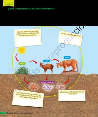 ¿Cómo se representan las relaciones alimentarias?
En la naturaleza, los seres vivos interactúan. Si observamos las relaciones alimentarias
que se generan entre ellos, se pueden establecer lo que se denomina cadenas tróficas
o alimentarias. En ellas, las flechas indican hacia dónde se transfiere el alimento.
Analicemos la siguiente cadena trófica:
Puma
Pudú
Pasto
Hongos y bacterias
¿Quiénes aprovechan la energía
que proviene del sol? ¿Qué nombre
reciben estos organismos?
¿De quién se alimenta el puma?
¿De dónde obtienen los nutrientes las
lombrices y las bacterias? ¿A qué tipo deconsumidor corresponden?
¿Qué indican las flechas de color rojo
en la imagen?
Lección 2
Unidad 2 • La vida en los ecosistemas94
Prohibida
su
reproducción
 