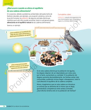 ¿Qué ocurre cuando se altera el equilibrio
de una cadena alimentaria?
En ocasiones, debido a problemas ambientales derivados tanto de
factores naturales, por ejemplo, una erupción volcánica, como de
la acción humana, la población de algunos animales disminuye,
mientras que la de otros puede aumentar, todo lo cual genera graves
alteraciones en el equilibrio natural de las cadenas alimentarias.
Veamos un ejemplo:
Si en esta cadena disminuye la población de águilas,
los degúes dejarían de ser depredados por estas aves,
por lo tanto, aumentaría su cantidad. Si la población de
degúes aumenta desmedidamente, las hierbas serían más
consumidas, pudiendo incluso llegar a desaparecer, todo lo
cual alteraría el equilibrio de la cadena completa.
Ahora, imaginemos que en esta cadena se introduce
un animal que se alimenta de lo mismo que el degú,
generándose competencia entre ambos animales.
¿Qué efectos tendría esto en la población de hierbas?
¿Qué sucedería con la población de
degú de esta cadena alimentaria si
disminuyera la población de águilas?
Conceptos clave
población: conjunto de organismos de
una misma especie que comparten un
lugar en un tiempo determinado.
Degú
Hierba
Águila
¿Qué consecuencia podría
generar lo anterior en los demás
organismos de esta cadena?
1
2
Hongos
Lección 2
Unidad 2 • La vida en los ecosistemas96
Prohibida
su
reproducción
 