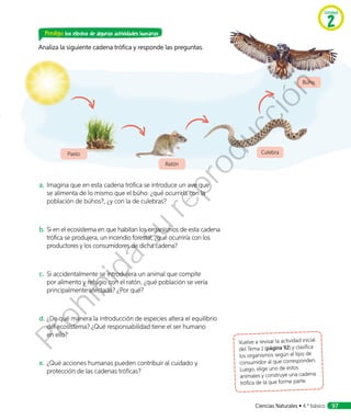 Predigo los efectos de algunas actividades humanas
Analiza la siguiente cadena trófica y responde las preguntas.
a.	Imagina que en esta cadena trófica se introduce un ave que
se alimenta de lo mismo que el búho: ¿qué ocurriría con la
población de búhos?, ¿y con la de culebras?
b.	Si en el ecosistema en que habitan los organismos de esta cadena
trófica se produjera, un incendio forestal, ¿qué ocurriría con los
productores y los consumidores de dicha cadena?
c.	 Si accidentalmente se introdujera un animal que compite
por alimento y refugio con el ratón, ¿qué población se vería
principalmente afectada? ¿Por qué?
d.	¿De qué manera la introducción de especies altera el equilibrio
del ecosistema? ¿Qué responsabilidad tiene el ser humano
en ello?
e.	¿Qué acciones humanas pueden contribuir al cuidado y
protección de las cadenas tróficas?
Vuelve a revisar la actividad inicial
del Tema 1 (página 92) y clasifica
los organismos según el tipo de
consumidor al que corresponden.
Luego, elige uno de estos
animales y construye una cadena
trófica de la que forme parte.
Búho
Culebra
Ratón
Pasto
Unidad
2
Ciencias Naturales • 4.º básico 97
Prohibida
su
reproducción
 