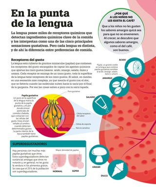 Receptores del gusto
La lengua está cubierta de granitos minúsculos (papilas) que contienen
los receptores del gusto encargados de captar los agentes químicos
que aportan los cinco gustos básicos: ácido, amargo, salado, dulce y
umami. Cada receptor se encarga de un único gusto; toda la superficie
de la lengua tiene receptores de los cinco gustos. El sabor, en cambio,
es una sensación más compleja, ya que mezcla el gusto con el olor,
que se detecta cuando las moléculas suben hacia la nariz por el final
de la garganta. Por eso las cosas saben a poco con la nariz tapada.
SALADO
AMARGO
ÁCIDO
DULCE
UMAMI
En la punta
de la lengua
La lengua posee miles de receptores químicos que
detectan ingredientes químicos clave de la comida
y los interpretan como una de las cinco principales
sensaciones gustativas. Pero cada lengua es distinta,
y de ahí la diferencia entre preferencias de comida.
Papila gustativa
Un poro en la superficie
de la lengua marca la
punta de la papila
gustativa, y es por
donde entran
partículas de
comida o bebida,
que contactan con
las células del
gusto. Estas envían
señales al cerebro
cuando detectan
determinados gustos.
La parte interior de la
boca también tiene
papilas gustativas.
SÚPER
NORMAL
Papila: un granito visible
en la lengua que contiene
papilas gustativas sensibles
al ácido, amargo, salado,
dulce o umami
Mayor densidad de papilas
Poro gustativo
Célula de soporte
Célula receptora
del sabor
Hay personas con muchas más
papilas gustativas que otras.
Estos superdegustadores detectan
sustancias amargas que otros no
notarán y, en general, no les gusta
la verdura ni los alimentos grasos.
Se cree que el 25% de la población
son superdegustadores.
SUPERDEGUSTADORES
¿POR QUÉ
A LOS NIÑOS NO
LES GUSTA EL CAFÉ?
Que a los niños no les gusten
los sabores amargos quizá sea
para que no se envenenen.
Al crecer, se descubre que
algunos sabores amargos,
como el del café,
son buenos.
Nervio sensitivo
 