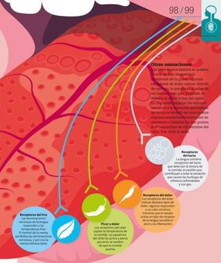 98 99
Otras sensaciones
Los cinco gustos básicos se quedan
cortos: se han descubierto
receptores de la grasa; algunos
receptores de ácido captan dióxido
de carbono, lo que afecta al sabor de
las bebidas con gas. También se
detecta el sabor a tiza del calcio.
Es imposible explicar los sabores
metálicos y la sensación astringente
del té con la división en cinco gustos.
Algunas sensaciones habituales de
alimentos y bebidas no son gustos,
sino respuestas de los sentidos del
calor, frío, dolor y tacto.
Picor y dolor
Los receptores del calor
captan la temperatura de
la comida. La capsaicina
del chile los activa y alerta
por error al cerebro
de que la comida
quema.
Receptores del dolor
Los receptores del dolor
indican distintos tipos de
dolor: algunos responden
a un calor excesivo,
mientras que el wasabi
activa un tipo de receptor
de la lengua sensible al
picor y la inflamación.
Receptores
del tacto
La lengua contiene
receptores del tacto
que detectan la textura de
la comida; es posible que
contribuyan a notar la sensación
que causan las burbujas de
refrescos carbonatados
y con gas.
Receptores del frío
Las terminaciones
nerviosas de la lengua
responden a las
temperaturas frías.
El mentol de la menta
sensibiliza las terminaciones
nerviosas, y por eso la
menta refresca tanto.
 