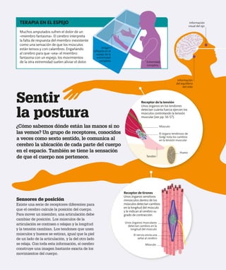 Sensores de posición
Existe una serie de receptores diferentes para
que el cerebro calcule la posición del cuerpo.
Para mover un miembro, una articulación debe
cambiar de posición. Los músculos de la
articulación se contraen o relajan y la longitud
y la tensión cambian. Los tendones que unen
músculos y huesos se estiran, igual que la piel
de un lado de la articulación, y la del otro lado
se relaja. Con toda esta información, el cerebro
construye una imagen bastante exacta de los
movimientos del cuerpo.
Receptor de tirones
Unos órganos sensitivos
minúsculos dentro de los
músculos detectan cambios
en la longitud del músculo
y le indican al cerebro su
grado de contracción.
¿Cómo sabemos dónde están las manos si no
las vemos? Un grupo de receptores, conocidos
a veces como sexto sentido, le comunica al
cerebro la ubicación de cada parte del cuerpo
en el espacio. También se tiene la sensación
de que el cuerpo nos pertenece.
Sentir
la postura
Información
visual del ojo
Información
del equilibrio
del oído
Unos órganos musculares
detectan cambios en la
longitud del músculo
Receptor de la tensión
Unos órganos en los tendones
detectan cuánta fuerza ejercen los
músculos controlando la tensión
muscular (ver pp. 56-57).
El órgano tendinoso de
Golgi nota los cambios
en la tensión muscular
Músculo
Tendón
Hueso
El nervio envía una
señal al cerebro
Músculo
Muchos amputados sufren el dolor de un
«miembro fantasma». El cerebro interpreta
la falta de respuesta del miembro inexistente
como una sensación de que los músculos
están tensos y con calambres. Engañando
al cerebro para que «vea» el miembro
fantasma con un espejo, los movimientos
de la otra extremidad suelen aliviar el dolor.
TERAPIA EN EL ESPEJO
Imagen
reflejada en el
espejo de la
extremidad
completa Extremidad
completa
 
