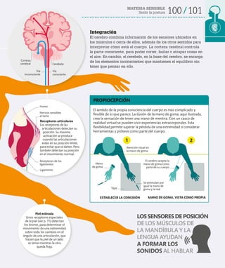 MATERIA SENSIBLE
Sentir la postura 100 101
Integración
El cerebro combina información de los sensores ubicados en
los músculos o cerca de ellos, además de los otros sentidos para
interpretar cómo está el cuerpo. La corteza cerebral controla
la parte consciente, para poder correr, bailar o atrapar cosas en
el aire. En cambio, el cerebelo, en la base del cerebro, se encarga
de los elementos inconscientes que mantienen el equilibrio sin
tener que pensar en ello.
Vía
inconsciente
Cerebelo
Vía
consciente
Corteza
cerebral
Receptores articulares
Los receptores de las
articulaciones detectan su
posición. Su máxima
activación se produce
cuando las articulaciones
están en su posición límite,
para evitar que se dañen. Pero
también detectan su posición
en el movimiento normal.
Receptores de los
ligamentos
Hueso
Ligamento
Nervios sensibles
al tacto
Piel estirada
Unos receptores especiales
de la piel (ver p. 75) detectan
los tirones, para determinar el
movimiento de una extremidad,
sobre todo los cambios en el
ángulo de una articulación, que
hacen que la piel de un lado
se tense mientras la otra
queda floja.
Mano
de goma
Se estimulan por
igual la mano de
goma y la real
El cerebro acepta la
mano de goma como
parte de su cuerpo
Tapa
El sentido de la propia consciencia del cuerpo es más complicado y
flexible de lo que parece. La ilusión de la mano de goma, aquí ilustrada,
crea la sensación de tener una mano de mentira. Con un casco de
realidad virtual se pueden vivir experiencias extracorporales. Esta
flexibilidad permite superar la pérdida de una extremidad o considerar
herramientas y prótesis como parte del cuerpo.
PROPIOCEPCIÓN
Atención visual en
la mano de goma
ESTABLECER LA CONEXIÓN MANO DE GOMA, VISTA COMO PROPIA
1 2
LOSSENSORESDEPOSICIÓN
DE LOS MÚSCULOS DE
LA MANDÍBULA Y LA
LENGUA AYUDAN
A FORMAR LOS
SONIDOS AL HABLAR
 