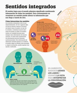 Creemos que la
alarma viene de
nuestro coche
C
E
R
E
B
R
O
Sentidos integrados
El cerebro logra que el mundo adquiera significado combinando
información de todos los sentidos. Pero curiosamente en
ocasiones un sentido puede alterar la información que
nos llega a través de otro.
Cómo interactúan los sentidos
Los sentidos interpretan todo lo que
experimentamos. Al ver y agarrar algo,
se nota su forma y textura. Se busca
de dónde viene el sonido o el olor de
la comida y «comemos con los ojos»
antes de probar un plato. El cerebro
realiza un complejo proceso para
integrar esta información de manera
correcta. A veces esta combinación
de información provoca ilusiones
multisensoriales. Si la información de
diferentes sentidos genera un conflicto,
el cerebro elige un sentido como principal
y, según la situación, puede suponer una
ayuda o confundir.
EN AMBIENTES
RUIDOSOS LEEMOS
LOS LABIOS Y
USAMOS LA VISTA
PARAINTERPRETAR
LA CONVERSACIÓN
ALARMA
DEL COCHE
COCHE
Gusto y sonido
Si alguien oye algo que cruje mientras come patatas fritas
reblandecidas, creerá que aún están crujientes. Por eso los
fabricantes prefieren las bolsas de patatas que hagan ruido,
así las patatas parecen más crujientes.
REBLANDECIDAS
PATATAS REBLANDECIDAS
CRUJIENTES
Se reproduce
un sonido crujiente
al comer
La alarma
suena cerca
del coche
Sonido y vista
Se suele vincular todo lo que pasa
simultáneamente, aunque los sentidos
envíen mensajes diferentes. Al oír una
alarma cerca del coche propio, no se tendrá
en cuenta la ubicación del sonido (a no ser
que sea muy diferente) y se creerá que la
alarma es la del propio coche.
Si la alarma suena lejos del
coche, se puede distinguir
 