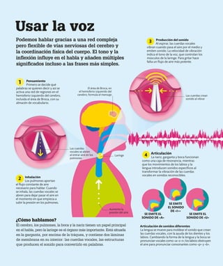 Usar la voz
Podemos hablar gracias a una red compleja
pero flexible de vías nerviosas del cerebro y
la coordinación física del cuerpo. El tono y la
inflexión influye en el habla y añaden múltiples
significados incluso a las frases más simples.
¿Cómo hablamos?
El cerebro, los pulmones, la boca y la nariz tienen un papel principal
en el habla, pero la laringe es el órgano más importante. Está situada
en la garganta, por encima de la tráquea, y contiene dos láminas
de membrana en su interior: las cuerdas vocales, las estructuras
que producen el sonido para convertirlo en palabras.
Pensamiento
Primero se decide qué
palabras se quieren decir y así se
activa una red de regiones en el
hemisferio izquierdo del cerebro,
incluida el área de Broca, con su
almacén de vocabulario.
1
Laringe
Las cuerdas
vocales se abren
al entrar aire en los
pulmones
El área de Broca, en
el hemisferio izquierdo del
cerebro, formula el mensaje
Aumenta la
presión del aire
Articulación de sonidos diferentes
La lengua se mueve para moldear el sonido que crean
las cuerdas vocales, con la ayuda de los dientes y los
labios. Cambiando la forma de la lengua y la boca se
pronuncian vocales como «a» o «i»; los labios obstruyen
el aire para pronunciar consonantes como «p» y «b».
Las cuerdas crean
sonido al vibrar
SE EMITE EL
SONIDO DE «U»
SE EMITE EL
SONIDO DE «A»
SE EMITE
EL SONIDO
DE «I>»
Producción del sonido
Al espirar, las cuerdas vocales
vibran cuando pasa el aire por el medio y
emiten sonido. La velocidad de vibración
indica el tono de la voz, que controlan los
músculos de la laringe. Para gritar hace
falta un flujo de aire más potente.
3
2 Inhalación
Los pulmones aportan
el flujo constante de aire
necesario para hablar. Cuando
se inhala, las cuerdas vocales se
abren para dejar pasar el aire en
el momento en que empieza a
subir la presión en los pulmones.
4 Articulación
La nariz, garganta y boca funcionan
como una caja de resonancia, mientras
que los movimientos de los labios y la
lengua introducen sonidos específicos al
transformar la vibración de las cuerdas
vocales en sonidos reconocibles.
 
