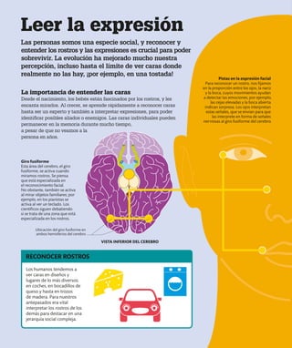 Leer la expresión
Las personas somos una especie social, y reconocer y
entender los rostros y las expresiones es crucial para poder
sobrevivir. La evolución ha mejorado mucho nuestra
percepción, incluso hasta el límite de ver caras donde
realmente no las hay, ¡por ejemplo, en una tostada!
Pistas en la expresión facial
Para reconocer un rostro, nos fijamos
en la proporción entre los ojos, la nariz
y la boca, cuyos movimientos ayudan
a detectar las emociones; por ejemplo,
las cejas elevadas y la boca abierta
indican sorpresa. Los ojos interpretan
estas señales, que se envían para que
las interprete en forma de señales
nerviosas al giro fusiforme del cerebro.
Giro fusiforme
Esta área del cerebro, el giro
fusiforme, se activa cuando
miramos rostros. Se piensa
que está especializada en
el reconocimiento facial.
No obstante, también se activa
al mirar objetos familiares; por
ejemplo, en los pianistas se
activa al ver un teclado. Los
científicos siguen debatiendo
si se trata de una zona que está
especializada en los rostros.
La importancia de entender las caras
Desde el nacimiento, los bebés están fascinados por los rostros, y les
encanta mirarlos. Al crecer, se aprende rápidamente a reconocer caras
hasta ser un experto y también a interpretar expresiones, para poder
identificar posibles aliados o enemigos. Las caras individuales pueden
permanecer en la memoria durante mucho tiempo,
a pesar de que no veamos a la
persona en años.
Los humanos tendemos a
ver caras en diseños y
lugares de lo más diversos:
en coches, en bocadillos de
queso y hasta en trozos
de madera. Para nuestros
antepasados era vital
interpretar los rostros de los
demás para destacar en una
jerarquía social compleja.
RECONOCER ROSTROS
VISTA INFERIOR DEL CEREBRO
Ubicación del giro fusiforme en
ambos hemisferios del cerebro
 