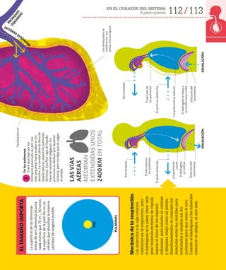 112 113
EN EL CORAZÓN DEL SISTEMA
A pleno pulmón
Mecánica
de
la
respiración
Los
músculos
y
la
caja
torácica
colaboran
en
la
respiración,
pero
el
diafragma
es
la
pieza
clave:
este
gran
músculo
en
forma
de
cúpula
separa
el
tórax
de
los
órganos
inferiores;
para
inhalar
se
contrae
y
desplaza
abajo
como
un
pistón.
Simultáneamente
se
contraen
los
músculos
entre
las
costillas
para
levantarlas
y
ampliar
así
los
pulmones
para
que
entre
el
aire.
Cuando
el
diafragma
y
los
músculos
torácicos
se
relajan,
el
aire
sale.
El
aire
entra
en
los
pulmones
Los
pulmones
crecen
El
diafragma
se
contrae
Dirección
del
movimiento
El
aire
sale
de
los
pulmones
El
diafragma
se
relaja
y
se
comba
hacia
arriba
Los
pulmones
se
reducen
Dirección
del
movimiento
Cavidad
pleural
Los
bronquiolos
se
ramifican
en
vías
aéreas
microscópicas
PULMONES
PIEL
En
los
pulmones
El
aire
que
baja
por
los
bronquios
pasa
cada
vez
por
vías
más
pequeñas
hasta
acabar
en
los
alveolos.
La
cavidad
pleural,
llena
de
líquido
pleural,
separa
los
pulmones
del
tórax.
Esta
fina
capa
de
líquido
hace
de
lubricante
pegajoso:
los
pulmones
se
deslizan
por
la
pared
torácica,
pero
no
deja
que
se
salgan
al
exhalar.
2
El
pecho
se
hincha
El
pecho
se
deshincha
La
superficie
de
las
diminutas
bolsas
de
aire
(alveolos)
alcanza
nada
menos
que
70
m
2
,
¡40
veces
la
superficie
de
la
piel!
Así
no
es
extraño
que
absorban
la
máxima
cantidad
de
oxígeno
posible.
INHALACIÓN
EXHALACIÓN
B
R
O
N
Q
U
I
O
B
R
O
N
Q
U
I
O
D
E
R
E
C
H
O
LAS
VÍAS
AÉREAS
MEDIRÍAN
EXTENDIDAS
UNOS
2400
KM
EN
TOTAL
Aire
inhalado
Aire
exhalado
EL
TAMAÑO
IMPORTA
I
Z
Q
U
I
E
R
D
O
 