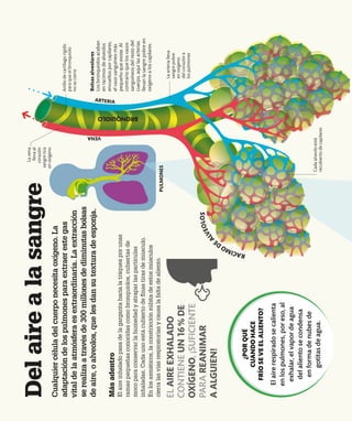 Cualquier
célula
del
cuerpo
necesita
oxígeno.
La
adaptación
de
los
pulmones
para
extraer
este
gas
vital
de
la
atmósfera
es
extraordinaria.
La
extracción
se
realiza
a
través
de
300
millones
de
diminutas
bolsas
de
aire,
o
alveolos,
que
les
dan
su
textura
de
esponja.
Del
aire
a
la
sangre
Más
adentro
El
aire
inhalado
pasa
de
la
garganta
hacia
la
tráquea
por
unas
ramas
pequeñas
conocidas
como
bronquiolos,
cubiertas
de
moco
para
conservar
la
humedad
y
atrapar
las
partículas
inhaladas.
Cada
uno
está
cubierto
de
finas
tiras
de
músculo.
En
los
asmáticos,
la
constricción
súbita
de
estos
músculos
cierra
las
vías
respiratorias
y
causa
la
falta
de
aliento.
La
vena
lleva
al
corazón
sangre
rica
en
oxígeno
Anillo
de
cartílago
rígido
para
que
el
bronquiolo
no
se
cierre
La
arteria
lleva
sangre
pobre
en
oxígeno
del
corazón
a
los
pulmones
PULMONES
VENA
EL
AIRE
EXHALADO
CONTIENE
UN
16
%
DE
OXÍGENO,
¡SUFICIENTE
PARA
REANIMAR
A
ALGUIEN!
R
A
C
I
M
O
D
E
A
L
V
E
O
L
O
S
Cada
alveolo
está
recubierto
de
capilares
¿POR
QUÉ
CUANDO
HACE
FRÍO
SE
VE
EL
ALIENTO?
El
aire
respirado
se
calienta
en
los
pulmones,
por
eso,
al
exhalar,
el
vapor
de
agua
del
aliento
se
condensa
en
forma
de
nubes
de
gotitas
de
agua.
BRONQUIOLO
ARTERIA
Bolsas
alveolares
Los
bronquiolos
acaban
en
racimos
de
alveolos
envueltos
por
capilares,
el
vaso
sanguíneo
más
pequeño
que
existe.
Al
contrario
que
los
vasos
sanguíneos
del
resto
del
cuerpo,
aquí
las
arterias
llevan
la
sangre
pobre
en
oxígeno
a
los
capilares.
 