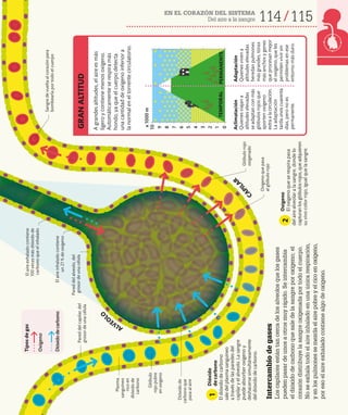 114 115
EN EL CORAZÓN DEL SISTEMA
Del aire a la sangre
Intercambio
de
gases
Los
capilares
están
tan
cerca
de
los
alveolos
que
los
gases
pueden
pasar
de
unos
a
otros
muy
rápido.
Se
intercambia
el
dióxido
de
carbono
que
sale
de
la
sangre
por
oxígeno;
el
corazón
distribuye
la
sangre
oxigenada
por
todo
el
cuerpo.
No
se
exhala
todo
el
aire
inhalado
en
una
única
respiración,
y
en
los
pulmones
se
mezcla
el
aire
pobre
y
el
rico
en
oxígeno,
por
eso
el
aire
exhalado
contiene
algo
de
oxígeno.
Pared
del
capilar,
del
grosor
de
una
célula
A
grandes
altitudes,
el
aire
es
más
ligero
y
contiene
menos
oxígeno.
Automáticamente
se
respira
más
hondo,
ya
que
el
cuerpo
detecta
una
cantidad
de
oxígeno
inferior
a
la
normal
en
el
torrente
circulatorio.
x
1000
m
10
9
8
7
6
5
4
3
2
1
0
GRAN
ALTITUD
El
aire
exhalado
contiene
100
veces
más
dióxido
de
carbono
que
el
inhalado
Sangre
de
vuelta
al
corazón
para
bombearla
por
todo
el
cuerpo
A
L
V
E
O
L
O
C
A
P
I
L
A
R
Aclimatación
Quienes
viajan
a
altitudes
elevadas
se
adaptan
con
más
glóbulos
rojos
que
aporten
oxígeno
extra
a
la
circulación.
La
adaptación
tarda
unos
cuarenta
días,
pero
no
es
permanente.
Adaptación
Quienes
viven
a
altitudes
elevadas
heredan
pulmones
más
grandes,
tórax
más
anchos
y
genes
que
procesan
mejor
el
oxígeno,
que
les
permiten
vivir
sin
problemas
en
ese
entorno
más
duro.
TEMPORAL
PERMANENTE
Pared
del
alveolo,
del
grosor
de
una
célula
Dióxido
de
carbono
que
pasa
al
aire
Plasma
sanguíneo
rico
en
dióxido
de
carbono
Oxígeno
que
pasa
al
glóbulo
rojo
Glóbulo
rojo
oxigenado
El
aire
inhalado
contiene
un
21
%
de
oxígeno
Glóbulo
rojo
pobre
en
oxígeno
Oxígeno
Tipos
de
gas
Dióxido
de
carbono
El
dióxido
de
carbono
sale
del
plasma
sanguíneo
a
través
de
las
paredes
del
capilar
y
el
alveolo.
La
sangre
puede
absorber
oxígeno
y
deshacerse
simultáneamente
del
dióxido
de
carbono.
1
2
Oxígeno
El
oxígeno
que
se
respira
pasa
del
aire
alveolar
a
la
sangre,
donde
lo
capturan
los
glóbulos
rojos,
que
adquieren
su
vivo
color
rojo,
igual
que
la
sangre.
Dióxido
de
carbono
 