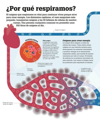 El oxígeno que respiramos es vital para continuar vivos porque sirve
para crear energía. Los diminutos capilares, el vaso sanguíneo más
pequeño, transportan oxígeno a los 50 billones de células de nuestro
cuerpo. Una persona cualquiera consume en promedio unos
550 litros de oxígeno al día.
¿Por qué respiramos?
Oxígeno para crear energía
La sangre lleva oxígeno a todas las
células del cuerpo. Cada célula utiliza
oxígeno en una reacción química para
descomponer los azúcares consumidos
y producir energía en la denominada
respiración celular, que sucede de manera
constante por todo el cuerpo. El dióxido
de carbono es un producto secundario de
esta reacción. Las venas lo dirigen hacia
los pulmones para expulsarlo al exhalar.
Rojo sangre
Los glóbulos rojos están
repletos de un pigmento
(una proteína de color)
denominado hemoglobina.
Cuando la sangre absorbe
el oxígeno, este se une a
los átomos de hierro de la
hemoglobina. Al hacerlo,
potencia el color del
pigmento y la sangre cobra
un color rojo chillón.
Los glóbulos rojos
pierden su oxígeno y
también el color rojo
Sangre sin oxígeno
Molécula de oxígeno unida
a un átomo de hierro en la
hemoglobina
Células del cuerpo
ávidas de oxígeno
HEMOGLOBINA
Glóbulo rojo
rico en oxígeno
Molécula
de oxígeno
 
