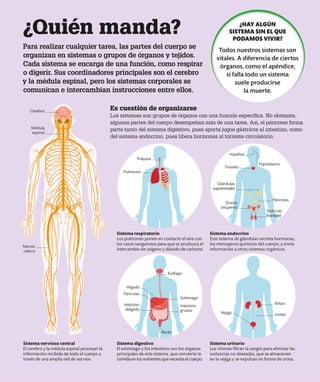 ¿Quién manda?
Para realizar cualquier tarea, las partes del cuerpo se
organizan en sistemas o grupos de órganos y tejidos.
Cada sistema se encarga de una función, como respirar
o digerir. Sus coordinadores principales son el cerebro
y la médula espinal, pero los sistemas corporales se
comunican e intercambian instrucciones entre ellos.
Es cuestión de organizarse
Los sistemas son grupos de órganos con una función específica. No obstante,
algunas partes del cuerpo desempeñan más de una tarea. Así, el páncreas forma
parte tanto del sistema digestivo, pues aporta jugos gástricos al intestino, como
del sistema endocrino, pues libera hormonas al torrente circulatorio.
Sistema nervioso central
El cerebro y la médula espinal procesan la
información recibida de todo el cuerpo a
través de una amplia red de nervios.
Sistema respiratorio
Los pulmones ponen en contacto el aire con
los vasos sanguíneos para que se produzca el
intercambio de oxígeno y dióxido de carbono.
Sistema digestivo
El estómago y los intestinos son los órganos
principales de este sistema, que convierte la
comida en los nutrientes que necesita el cuerpo.
Sistema endocrino
Este sistema de glándulas secreta hormonas,
los mensajeros químicos del cuerpo, y envía
información a otros sistemas orgánicos.
Sistema urinario
Los riñones filtran la sangre para eliminar las
sustancias no deseadas, que se almacenan
en la vejiga y se expulsan en forma de orina.
Tráquea
Pulmones
Tiroides
Glándulas
suprarrenales
Páncreas
Ovario
(mujeres)
Testículo
(hombre)
Riñón
Vejiga Uréter
Esófago
Hígado
Páncreas
Estómago
Intestino
delgado
Intestino
grueso
Recto
Cerebro
Médula
espinal
Hipófisis
Nervio
ciático
¿HAY ALGÚN
SISTEMA SIN EL QUE
PODAMOS VIVIR?
Todos nuestros sistemas son
vitales. A diferencia de ciertos
órganos, como el apéndice,
si falla todo un sistema
suele producirse
la muerte.
Hipotálamo
 