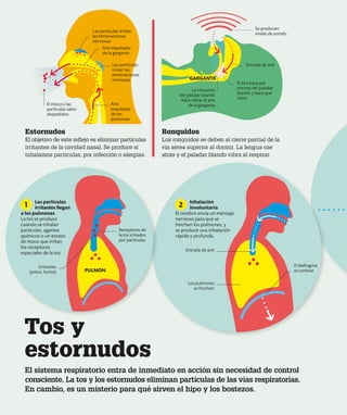 Tos y
estornudos
El sistema respiratorio entra de inmediato en acción sin necesidad de control
consciente. La tos y los estornudos eliminan partículas de las vías respiratorias.
En cambio, es un misterio para qué sirven el hipo y los bostezos.
Entrada de aire
Los pulmones
se hinchan
El diafragma
se contrae
Las partículas irritan
las terminaciones
nerviosas
Aire expulsado
de la garganta
Las partículas
irritan las
terminaciones
nerviosas
Aire
expulsado
de los
pulmones
El moco y las
partículas salen
despedidos
La vibración
del paladar blando
hace vibrar el aire
de la garganta
Entrada de aire
Se producen
ondas de sonido
El aire pasa por
encima del paladar
blando y hace que
vibre
Estornudos
El objetivo de este reflejo es eliminar partículas
irritantes de la cavidad nasal. Se produce si
inhalamos partículas, por infección o alergias.
Ronquidos
Los ronquidos se deben al cierre parcial de la
vía aérea superior al dormir. La lengua cae
atrás y el paladar blando vibra al respirar.
Inhalación
involuntaria
El cerebro envía un mensaje
nervioso para que se
hinchen los pulmones, y
se produce una inhalación
rápida y profunda.
GARGANTA
2
Irritantes
(polvo, humo)
Las partículas
irritantes llegan
a los pulmones
La tos se produce
cuando se inhalan
partículas, agentes
químicos o un exceso
de moco que irritan
los receptores
especiales de la tos.
PULMÓN
Receptores de
la tos irritados
por partículas
1
 