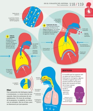 118 119
EN EL CORAZÓN DEL SISTEMA
Tos y estornudos
El aire sale
despedido
Agentes
irritantes
expulsados
Se contraen los
músculos del pecho
El aire sale de
los pulmones
Las cuerdas
vocales abren
la garganta
Aumenta
la presión
pulmonar
El diafragma
se relaja y se
curva hacia
arriba
Presión del
diafragma
Las cuerdas
vocales
cierran la
garganta
La partícula irritante,
atrapada en moco,
sale de la garganta
Salida de aire
explosiva
Hipo
Una contracción del diafragma rápida
e involuntaria, o a veces más de una
seguida, llena los pulmones de aire
rápidamente. Un trozo de cartílago
de la garganta, la epiglotis, se cierra
con un estrépito. Eso es el hipo, pero
se desconoce por qué aparece.
Sube la
presión
Las cuerdas
vocales se cierran
y el diafragma
empieza a relajarse
para que suba la
presión del aire
en los pulmones.
Explosión de aire
Los músculos torácicos
se contraen con fuerza y se
relaja el diafragma. Las cuerdas
vocales se abren de repente y
la explosión de tos expulsa
los agentes irritantes.
Es increíble que los expertos aún
no sepan por qué se bosteza.
Dado que es contagioso, algunos
científicos sugieren que en el
pasado evolutivo servía para
alertar del cansancio al resto
de la tropa o grupo
e incluso podía
ayudar a
sincronizar
patrones
de sueño.
BOSTEZOS
3
4
El diafragma
presenta un
espasmo
Se produce
el sonido
Los pulmones
se hinchan
Entrada
de aire
La epiglotis
se cierra
Bostezar con la
boca bien abierta
no aumenta la
entrada de oxígeno
 