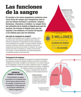 Las funciones
de la sangre
El corazón y los vasos sanguíneos contienen unos
cinco litros de sangre que transportan todo lo
que las células necesitan o producen: oxígeno,
hormonas, vitaminas y residuos. La sangre lleva
los nutrientes de la comida al hígado para que los
procese, las toxinas al hígado para que las
expulse y los residuos y el exceso de líquido
a los riñones para que los eliminen.
Transporte de oxígeno
Los glóbulos rojos se encargan de transportar la mayoría del oxígeno.
Una pequeña cantidad de oxígeno también se disuelve en el plasma.
Un glóbulo rojo recoge el oxígeno en los pulmones, y un minuto después
ya ha completado su paso por el cuerpo; mientras lo hace, el oxígeno
pasa a los tejidos y la sangre absorbe el dióxido de carbono. Los glóbulos
sin oxígeno vuelven a los pulmones, donde
la sangre se desprende del dióxido de
carbono y el ciclo empieza de nuevo.
¿De qué se compone la sangre?
La sangre está compuesta por un líquido, el plasma, en el
que flotan miles de millones de glóbulos rojos y blancos,
además de plaquetas, los fragmentos de célula implicados
en la coagulación de la sangre. La sangre también contiene
residuos, nutrientes, colesterol, anticuerpos y factores de
coagulación de proteínas que flotan en el plasma. El cuerpo
controla muy bien la temperatura, acidez y nivel de sales
de la sangre: si varían demasiado, las células sanguíneas
y corporales pueden no funcionar bien.
1% de glóbulos blancos y plaquetas
54% de plasma
45% de glóbulos rojos
PULMONES
Doble circulación
La sangre sin oxígeno viaja de
la mitad derecha del corazón
a los pulmones. La sangre rica
en oxígeno de los pulmones
pasa de la mitad izquierda del
corazón al resto del cuerpo.
El líquido de la vida
Además de las células
sanguíneas, la sangre
se compone en su
mayor parte de
plasma, un líquido
claro que contiene
agua, sales,
hormonas,
grasas,
azúcares,
proteínas
y residuos
tisulares.
Los pulmones absorben
el oxígeno del aire y lo
liberan en la sangre
¿DÓNDE SE
FABRICA LA SANGRE?
Curiosamente, la sangre
se produce en la médula ósea
de los huesos planos (como
las costillas, el esternón y los
omoplatos). ¡Cada segundo
se producen millones de
células sanguíneas!
5 MILLONES
LA CANTIDAD DE
GLÓBULOS ROJOS
QUE HAY EN UNA
GOTADESANGRE
 