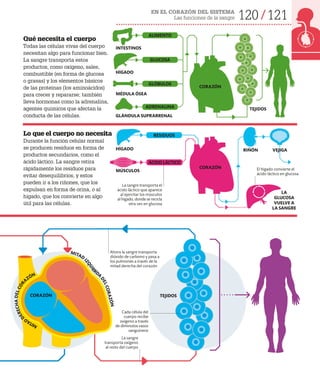 EN EL CORAZÓN DEL SISTEMA
Las funciones de la sangre 120 121
Qué necesita el cuerpo
Todas las células vivas del cuerpo
necesitan algo para funcionar bien.
La sangre transporta estos
productos, como oxígeno, sales,
combustible (en forma de glucosa
o grasas) y los elementos básicos
de las proteínas (los aminoácidos)
para crecer y repararse; también
lleva hormonas como la adrenalina,
agentes químicos que afectan la
conducta de las células.
Lo que el cuerpo no necesita
Durante la función celular normal
se producen residuos en forma de
productos secundarios, como el
ácido láctico. La sangre retira
rápidamente los residuos para
evitar desequilibrios, y estos
pueden ir a los riñones, que los
expulsan en forma de orina, o al
hígado, que los convierte en algo
útil para las células.
CORAZÓN
HÍGADO
MÉDULA ÓSEA
GLÁNDULA SUPRARRENAL
INTESTINOS
MÚSCULOS
RIÑÓN VEJIGA
LA
GLUCOSA
VUELVE A
LA SANGRE
HÍGADO
TEJIDOS
CORAZÓN
TEJIDOS
El hígado convierte el
ácido láctico en glucosa
ALIMENTO
GLUCOSA
GLÓBULOS
ADRENALINA
RESIDUOS
ÁCIDO LÁCTICO
CORAZÓN
Ahora la sangre transporta
dióxido de carbono y pasa a
los pulmones a través de la
mitad derecha del corazón
Cada célula del
cuerpo recibe
oxígeno a través
de diminutos vasos
sanguíneos
M
I
T
A
D
D
E
R
E
C
H
A
D
E
L
C
O
R
AZÓN
MITAD
I
Z
Q
U
I
E
RDA
D
E
L
C
O
R
A
Z
Ó
N
La sangre
transporta oxígeno
al resto del cuerpo
La sangre transporta el
ácido láctico que aparece
al ejercitar los músculos
al hígado, donde se recicla
otra vez en glucosa
 