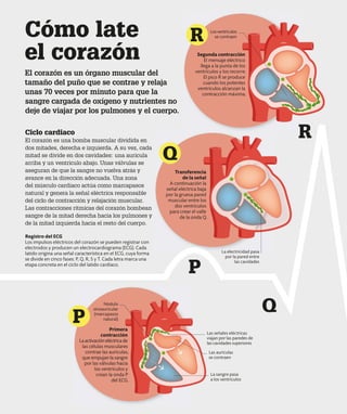 Ciclo cardiaco
El corazón es una bomba muscular dividida en
dos mitades, derecha e izquierda. A su vez, cada
mitad se divide en dos cavidades: una aurícula
arriba y un ventrículo abajo. Unas válvulas se
aseguran de que la sangre no vuelva atrás y
avance en la dirección adecuada. Una zona
del músculo cardiaco actúa como marcapasos
natural y genera la señal eléctrica responsable
del ciclo de contracción y relajación muscular.
Las contracciones rítmicas del corazón bombean
sangre de la mitad derecha hacia los pulmones y
de la mitad izquierda hacia el resto del cuerpo.
Registro del ECG
Los impulsos eléctricos del corazón se pueden registrar con
electrodos y producen un electrocardiograma (ECG). Cada
latido origina una señal característica en el ECG, cuya forma
se divide en cinco fases: P, Q, R, S y T. Cada letra marca una
etapa concreta en el ciclo del latido cardiaco.
R
Cómo late
el corazón
El corazón es un órgano muscular del
tamaño del puño que se contrae y relaja
unas 70 veces por minuto para que la
sangre cargada de oxígeno y nutrientes no
deje de viajar por los pulmones y el cuerpo.
Transferencia
de la señal
A continuación la
señal eléctrica baja
por la gruesa pared
muscular entre los
dos ventrículos
para crear el valle
de la onda Q.
La electricidad pasa
por la pared entre
las cavidades
Las señales eléctricas
viajan por las paredes de
las cavidades superiores
Las aurículas
se contraen
Nódulo
sinoauricular
(marcapasos
natural)
Primera
contracción
Laactivacióneléctricade
las células musculares
contrae las aurículas,
que empujan la sangre
por las válvulas hacia
los ventrículos y
crean la onda P
del ECG.
Q
P
Segunda contracción
El mensaje eléctrico
llega a la punta de los
ventrículos y los recorre.
El pico R se produce
cuando los potentes
ventrículos alcanzan la
contracción máxima.
Losventrículos
se contraen
La sangre pasa
a los ventrículos
P
Q
R
 
