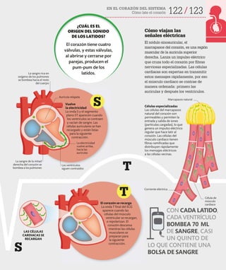 EN EL CORAZÓN DEL SISTEMA
Cómo late el corazón 122 123
Cómo viajan las
señales eléctricas
El nódulo sinoauricular, el
marcapasos del corazón, es una región
muscular de la aurícula superior
derecha. Lanza un impulso eléctrico
que cruza todo el corazón por fibras
nerviosas especializadas. Las células
cardiacas son expertas en transmitir
estos mensajes rápidamente, por eso
el músculo cardiaco se contrae de
manera ordenada: primero las
aurículas y después los ventrículos.
Marcapasos natural
El corazón se recarga
La onda T final del ECG
aparece cuando las
células del músculo
ventricular se recargan,
o repolarizan. El
corazón descansa
mientras las células
musculares se
preparan para
la siguiente
contracción.
Vuelve
la electricidad
La onda S y el segmento
plano ST aparecen cuando
los ventrículos se contraen
y vacían de sangre. Las
células auriculares se han
recargado y están listas
para la siguiente
contracción.
La electricidad
vuelve arriba,
hacia las
aurículas
Aurícula relajada
Los ventrículos
siguen contraídos
Célula de
músculo
cardiaco
Células especializadas
Las células del marcapasos
natural del corazón son
permeables y permiten la
entrada y salida de iones
(partículas cargadas), lo que
genera un impulso eléctrico
regular que hace latir al
corazón. Las células del
músculo cardiaco tienen
fibras ramificadas que
distribuyen rápidamente
los mensajes eléctricos
a las células vecinas.
CON CADA LATIDO,
CADA VENTRÍCULO
BOMBEA 70 ML
DE SANGRE, CASI
UN QUINTO DE
LO QUE CONTIENE UNA
BOLSA DE SANGRE
LAS CÉLULAS
CARDIACAS SE
RECARGAN
S
T
La sangre rica en
oxígeno de los pulmones
se bombea hacia el resto
del cuerpo
La sangre de la mitad
derecha del corazón se
bombea a los pulmones
S
T
¿CUÁL ES EL
ORIGEN DEL SONIDO
DE LOS LATIDOS?
El corazón tiene cuatro
válvulas, y estas válvulas,
al abrirse y cerrarse por
parejas, producen el
pum-pum de los
latidos.
Corriente eléctrica
 