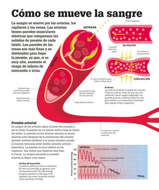 La arteria se ramifica
en arteriolas más
estrechas
Límites de la presión
La presión arterial se mide en milímetros
de mercurio (mmHg); en general, varía
rítmicamente entre 120 y 80 mmHg.
Aunque la presión es más baja en los
capilares y las venas, la presión arterial
nunca cae hasta 0 mmHg.
Presión
arterial
(mmHg)
ENTRADA
El vaso se estrecha para
reducir el flujo local
Recubrimiento
(túnica íntima)
Capilares que
nutren las paredes
del vaso sanguíneo
Capa elástica exterior
La capa del medio
(túnica media) es
de músculo liso
La pared
arterial se
relaja Se contrae la
pared arterial
Flujo sanguíneo
Cómo se mueve la sangre
La sangre se mueve por las arterias, los
capilares y las venas. Las arterias
tienen paredes musculares
elásticas que compensan las
subidas de presión de cada
latido. Las paredes de las
venas son más finas y se
distienden para bajar
la presión, ya que, si es
muy alta, aumenta el
riesgo de infarto de
miocardio o ictus.
A
R
T
E
R
I
A
DILATACIÓN
CONSTRICCIÓN
Presión arterial
La sangre de las arterias sigue el pulso del corazón y,
por lo tanto, la presión en su interior sube y baja en forma
de ondas. La presión en las arterias alcanza su punto
máximo justo después de la contracción del corazón
(presión arterial sistólica) y su punto mínimo cuando
el corazón descansa entre latidos (presión arterial
diastólica). La presión es muy inferior en los
capilares: hay tantos que reparten muy bien
la fuerza. La sangre presenta su presión
mínima al llegar a las venas.
Arterias
Las arterias se llevan la sangre del corazón.
Todas las arterias, salvo las que van a los
pulmones, llevan sangre oxigenada. Sus
paredes gruesas y elásticas soportan una
gran presión y se ensanchan o estrechan
para regular el flujo sanguíneo.
ARTERIAS
LATIDO CARDIACO
120
100
80
60
40
20
0
Presión máxima o sistólica
Presión mínima o diastólica
(corazón en reposo)
VENAS
CAPILARES
 