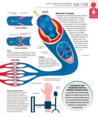 EN EL CORAZÓN DEL SISTEMA
Cómo se mueve la sangre 124 125
Vénulas pequeñas
Las vénulas pequeñas se unen y
forman una vena más grande
Ruta por el cuerpo
La sangre sale del corazón por las arterias
grandes, que se dividen para formar
arteriolas más pequeñas. A través
de estas, la sangre pasa por una
red de capilares. En los capilares
pulmonares, la sangre recoge
oxígeno y libera dióxido de
carbono. En los capilares
corporales, la sangre
libera oxígeno y recoge
dióxido de carbono. La
sangre pasa a las
vénulas, que se unen
para formar venas
que devuelvan la
sangre al corazón.
SALIDA
Capa elástica
exterior
Capa de
músculo liso
Válvula
Túnica íntima
Medir la presión arterial
Para medir la presión, el personal
sanitario hincha un manguito
alrededor del brazo hasta que la
presión detiene el paso de la sangre
arterial. A continuación, la presión
baja lentamente hasta que la sangre
consigue superar el manguito y
produce el sonido característico de la
presión arterial sistólica. El manguito
se deshincha hasta que se deja de oír
el sonido cuando la sangre queda
libre otra vez, ese punto marca la
presión arterial diastólica.
El flujo sanguíneo
avanza
La sangre no puede
volver atrás
Válvula cerrada
Válvula abierta
¿POR QUÉ ES TAN
PELIGROSO TENER LA
PRESIÓN ARTERIAL ALTA?
La presión arterial elevada
daña el recubrimiento de las
arterias, lo que puede causar
una acumulación de placas
de colesterol y hacer que las
arterias se endurezcan
y se taponen.
V
E
N
A
VÁLVULA ABIERTA
VÁLVULA CERRADA
CAPILARES
Bomba
de aire
Manguito
Manómetro
Venas
Las venas devuelven la sangre al corazón. Tienen
muy poca presión (5-8 mmHg); las largas venas
de las piernas tienen un sistema unidireccional de
válvulas para superar la gravedad. Capilares
Los capilares forman una
amplia red que se ramifica por
los tejidos corporales. Algunas
entradas de capilares disponen de
anillos musculares (esfínteres) para
cerrar esa parte de la red.
 