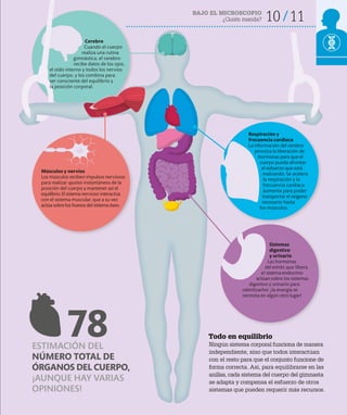 BAJO EL MICROSCOPIO
¿Quién manda? 10 11
Todo en equilibrio
Ningún sistema corporal funciona de manera
independiente, sino que todos interactúan
con el resto para que el conjunto funcione de
forma correcta. Así, para equilibrarse en las
anillas, cada sistema del cuerpo del gimnasta
se adapta y compensa el esfuerzo de otros
sistemas que pueden requerir más recursos.
Sistemas
digestivo
y urinario
Las hormonas
del estrés que libera
el sistema endocrino
actúan sobre los sistemas
digestivo y urinario para
ralentizarlos: ¡la energía se
necesita en algún otro lugar!
Cerebro
Cuando el cuerpo
realiza una rutina
gimnástica, el cerebro
recibe datos de los ojos,
el oído interno y todos los nervios
del cuerpo, y los combina para
ser consciente del equilibrio y
la posición corporal.
Músculos y nervios
Los músculos reciben impulsos nerviosos
para realizar ajustes instantáneos de la
posición del cuerpo y mantener así el
equilibrio. El sistema nervioso interactúa
con el sistema muscular, que a su vez
actúa sobre los huesos del sistema óseo.
Respiración y
frecuencia cardiaca
La información del cerebro
provoca la liberación de
hormonas para que el
cuerpo pueda afrontar
el esfuerzo que está
realizando. Se acelera
la respiración y la
frecuencia cardiaca
aumenta para poder
transportar el oxígeno
necesario hasta
los músculos.
ESTIMACIÓN DEL
NÚMERO TOTAL DE
ÓRGANOS DEL CUERPO,
¡AUNQUE HAY VARIAS
OPINIONES!
78
 