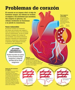 Vasos vulnerables
El músculo cardiaco es el músculo
del cuerpo que necesita más oxígeno y
tiene sus propias arterias, las coronarias,
que se lo proporcionan, ya que no puede
absorber el oxígeno de la sangre de
sus cavidades. Las arterias coronarias
derecha e izquierda son relativamente
estrechas y propensas a endurecerse
y taponarse. Este peligroso proceso
se conoce como aterosclerosis.
El corazón es un órgano vital: si deja de
bombear sangre, las células no reciben
el oxígeno y los nutrientes que necesitan.
Sin oxígeno ni glucosa, las
células cerebrales no funcionan
y se pierde la consciencia.
Problemas de corazón
Reducción del suministro
de oxígeno
El corazón tiene unas células
musculares cardiacas
especializadas cuyas fibras
ramificadas envían rápidamente
los mensajes eléctricos. Los
cambios característicos en un
ECG (electrocardiograma)
sirven para diagnosticar si el
dolor torácico es por un mal
suministro sanguíneo (angina)
o por muerte celular muscular
(infarto de miocardio).
Músculo
cardiaco afectado
Un mal suministro sanguíneo
se traduce en una falta de oxígeno
para las células cardiacas, lo que causa
una gran incomodidad torácica que
se conoce como angina.
Flujo sanguíneo
constreñido
Una acumulación
de depósitos grasos
puede causar el
estrechamiento de
una arteria coronaria
(ver p. 127).
Quedan pocas fibras
rojas brillantes
Fibras rojas
brillantes y
oxigenadas
AORTA
Placa en
la arteria
Célula
sanguínea
¿ES LA RISA
REALMENTE LA
MEJOR MEDICINA?
Puede muy bien ser cierto:
la risa aumenta el flujo
sanguíneo y relaja las
paredes de los vasos
sanguíneos.
MÚSCULO CARDIACO MUERTO
TEJIDO CARDIACO SANO
S
U
M
I
N
ISTRO SANGUÍNEO REDU
C
I
D
O
M
U
E
RTE DEL MÚSCULO CORON
A
R
I
O
LATIDO NORMAL
ANGINA
IN
FARTO DE MIOCARDIO
A
R
TERIA CORON
A
R
I
A
Fibras oscuras sin
oxígeno
 