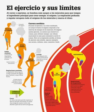 Al correr o esprintar, se bombea más sangre a los músculos para que tengan
el ingrediente principal para crear energía: el oxígeno. La respiración profunda
y regular recupera todo el oxígeno de los músculos y marca el ritmo.
El ejercicio y sus límites
Respiraciones
de recuperación
Inmediatamente después
de la carrera se sigue
utilizando toda la
capacidad pulmonar
con respiraciones
muy profundas.
Deudade
oxígeno
La respiración
profunda sigue
minutos después
de la carrera, pues aún
hace falta oxígeno para
neutralizar la acumulación
de ácido láctico.
Empieza a
bajar el nivel
deácidoláctico
Al cabo de poco
tiempo el nivel de
ácido láctico vuelve
a la normalidad
Carrera aeróbica
Durante el ejercicio a un ritmo moderado,
al cuerpo le basta el oxígeno respirado y las
reservas de energía en los músculos. El oxígeno
quema glucosa, un azúcar que conserva el
cuerpo, para obtener energía. Las células
musculares la usan para contraerse y mover el
cuerpo. Esto es la respiración aerobia, la forma
de ejercicio más estable; algunos ejemplos
son carrera, ciclismo, remo, natación y baile.
Respiraciones constantes
La respiración rítmica aporta
un flujo constante de oxígeno
para mantener a raya el ácido
láctico.
Correr
Un ritmo más lento permite mantener el
ejercicio durante más tiempo. El cuerpo
crea energía de manera mucho más
eficiente a partir de las reservas de glucosa.
Subida
constante
La frecuencia
respiratoria
aumenta con
el ritmo.
Frenada
Poco después de la
carrera la frecuencia
respiratoria normal
se recupera.
Consumo
de oxígeno
Sube el nivel de
ácido láctico
SIN
ALIENTO
AGOTAMIENTO
INICIO DE
LA CARRERA
RITMO
IDÓNEO
FINAL DE
LA CARRERA
CARRERA DE
30 MINUTOS
 