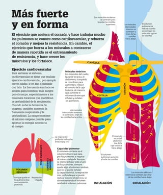 El ejercicio que acelera el corazón y hace trabajar mucho
los pulmones se conoce como cardiovascular, y refuerza
el corazón y mejora la resistencia. En cambio, el
ejercicio que fuerza a los músculos a contraerse
de manera repetida es el entrenamiento
de resistencia, y hace crecer los
músculos y los fortalece.
Más fuerte
y en forma
Los músculos oblicuos
externos se contraen para tirar
de las costillas hacia abajo
El músculo
recto del
abdomen
tira de la
caja torácica
hacia abajo
Los músculos escalenos
se contraen para
levantar las costillas
superiores El volumen
pulmonar se
reduce cuando
se contraen los
músculos y giran
las costillas
El volumen
pulmonar aumenta
al subir las costillas
Respiración
relajada
La respiración
profunda incluye las
áreas roja y azul
Los músculos
intercostales externos
se contraen y tiran de
las costillas hacia arriba
CAPACIDAD
VITAL
VOLUMEN
CORRIENTE
VOLUMEN
RESIDUAL
Aire que queda en
los pulmones tras
una respiración
profunda
Capacidad pulmonar
El volumen corriente es el
volumen de aire que pasa
por los pulmones al respirar
de manera relajada. Aunque
se intente exhalar todo el aire
de los pulmones, siempre
queda algo, el volumen residual,
que no se puede exhalar.
La capacidad vital, la respiración
más profunda que se puede
realizar durante el ejercicio, se
obtiene restando el volumen
residual al volumen pulmonar. INHALACIÓN EXHALACIÓN
Músculos torácicos
Los músculos del cuello,
la pared torácica, el
abdomen y la espalda
se coordinan para
aumentar y reducir
el tamaño de la caja
torácica, de manera
que aumente el
volumen de aire que
inhalan y exhalan
los pulmones.
Ejercicio cardiovascular
Para entrenar el sistema
cardiovascular se tiene que realizar
ejercicio cardiovascular, por ejemplo
correr, nadar, ir en bici o caminar
con brío. La frecuencia cardiaca se
acelera para bombear más sangre
por el cuerpo, especialmente a los
músculos torácicos que modifican
la profundidad de la respiración.
Cuando sube la demanda de
oxígeno, también aumenta la
frecuencia respiratoria y la
profundidad. La sangre contiene
el máximo oxígeno posible para
aportar la energía necesaria
al cuerpo.
CLAVÍCULA
PULMÓN
COSTILLA
ESTERNÓN
Losmúsculos
intercostales
internos se
contraen y
tiran de las
costillas
hacia abajo
 