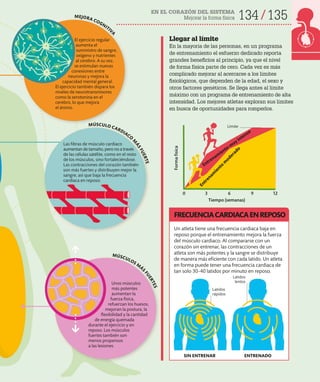 EN EL CORAZÓN DEL SISTEMA
Mejorar la forma física 134 135
Un atleta tiene una frecuencia cardiaca baja en
reposo porque el entrenamiento mejora la fuerza
del músculo cardiaco. Al compararse con un
corazón sin entrenar, las contracciones de un
atleta son más potentes y la sangre se distribuye
de manera más eficiente con cada latido. Un atleta
en forma puede tener una frecuencia cardiaca de
tan solo 30-40 latidos por minuto en reposo.
FRECUENCIACARDIACAENREPOSO
SIN ENTRENAR ENTRENADO
3
0 6 9 12
MEJORA COGNITIV
A
MÚSCULOS M
ÁS
F
U
E
R
T
E
S
MÚSCULO CARDIACO
M
Á
S
F
U
E
R
T
E
El ejercicio regular
aumenta el
suministro de sangre,
oxígeno y nutrientes
al cerebro. A su vez,
se estimulan nuevas
conexiones entre
neuronas y mejora la
capacidad mental general.
El ejercicio también dispara los
niveles de neurotransmisores
como la serotonina en el
cerebro, lo que mejora
el ánimo.
Unos músculos
más potentes
aumentan la
fuerza física,
refuerzan los huesos,
mejoran la postura, la
flexibilidad y la cantidad
de energía quemada
durante el ejercicio y en
reposo. Los músculos
fuertes también son
menos propensos
a las lesiones.
Latidos
lentos
Latidos
rápidos
Entrenam
iento m
uy intenso
Entrenam
iento
m
oderado
Las fibras de músculo cardiaco
aumentan de tamaño, pero no a través
de las células satélite, como en el resto
de los músculos, sino fortaleciéndose.
Las contracciones del corazón también
son más fuertes y distribuyen mejor la
sangre, así que baja la frecuencia
cardiaca en reposo.
Tiempo (semanas)
Forma
física
Límite
Llegar al límite
En la mayoría de las personas, en un programa
de entrenamiento el esfuerzo dedicado reporta
grandes beneficios al principio, ya que el nivel
de forma física parte de cero. Cada vez es más
complicado mejorar al acercarse a los límites
fisiológicos, que dependen de la edad, el sexo y
otros factores genéticos. Se llega antes al límite
máximo con un programa de entrenamiento de alta
intensidad. Los mejores atletas exploran sus límites
en busca de oportunidades para romperlos.
 