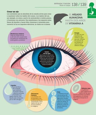 138 139
ENTRADA Y SALIDA
Nutrir el cuerpo
Crear un ojo
Los nutrientes que se absorben de la comida sirven para crear
y mantener todos los tejidos del cuerpo. Los tejidos del ojo,
por ejemplo, se crean a partir de aminoácidos y ácidos grasos,
y funcionan con azúcares. Sus membranas y los espacios están
llenos de líquidos y hacen falta vitaminas y minerales para
convertir la luz en impulsos eléctricos, la visión en sí misma.
Membranas celulares
Todas las células del ojo
(y del resto del cuerpo) están
envueltas por membranas de
ácidos grasos y proteínas.
Energía
Los ojos son una
extensión del
cerebro e, igual
que este, necesita
los azúcares de
los hidratos de
carbono para
obtener energía.
Líquidos
El ojo está lleno
de un líquido
que mantiene
la presión interna
y aporta nutrientes
y humedad a los
tejidos internos. Este
líquido está compuesto
por un 98 % de agua.
Estructuras
tisulares
Las pestañas son
de queratina, una
proteína hecha con
aminoácidos. Otros
tejidos del ojo son
de otra proteína,
el colágeno.
Glóbulos rojos
Los glóbulos
rojos oxigenan los
tejidos del ojo; para
hacerlo necesitan la proteína
hemoglobina y el mineral
hierro para transportar el
oxígeno.
Vista
La vitamina A se une
a las proteínas del
ojo conocidas como
pigmentos visuales.
Cuando la luz impacta
sobre las células, la
vitamina A cambia
de forma y envía un
impulso eléctrico
al cerebro.
EL HÍGADO
ALMACENA
HASTA DOS AÑOS
DE VITAMINA A
Comer
con los ojos
Igual que el resto de los
órganos del cuerpo, el ojo
utiliza los seis nutrientes
esenciales; le aportan
estructura y le permiten
enviar información
visual al cerebro.
 