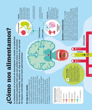 La
alimentación
es
el
proceso
de
descomponer
la
comida
en
moléculas
lo
bastante
pequeñas
como
para
que
puedan
pasar
a
la
circulación.
En
el
caso
de
la
comida,
implica
un
viaje
de
9
metros
por
una
serie
de
órganos
conocidos
como
el
tracto
gastrointestinal.
¿Cómo
nos
alimentamos?
El
viaje
de
la
comida
La
comida
empieza
en
un
plato
(en
general)
apetitoso
y
acaba
saliendo
con
una
visita
al
lavabo.
Durante
el
proceso,
la
comida
realiza
su
función:
libera
los
nutrientes
en
un
proceso
de
cuatro
fases:
en
la
boca,
el
estómago,
el
intestino
delgado
y
el
intestino
grueso.
El
hígado
y
el
páncreas
también
ayudan,
igual
que
las
hormonas
leptina
y
grelina.
En
general,
la
comida
tarda
48
horas
en
completar
el
recorrido
por
el
cuerpo.
Hambre
y
satisfacción
Se
come
cuando
se
tiene
hambre,
y
se
deja
de
comer
cuando
se
está
lleno,
pero
estas
sensaciones
son
totalmente
involuntarias.
Cuando
baja
el
nivel
de
nutrientes,
el
estómago
libera
la
hormona
grelina
para
desencadenar
el
hambre;
cuando
se
está
lleno,
los
tejidos
grasos
liberan
la
hormona
leptina
para
inhibir
el
apetito.
Absorción
de
nutrientes
Algunos
nutrientes
tardan
más
en
absorberse
que
otros,
pero
la
mayoría
se
absorben
en
el
intestino
delgado.
Ácidos
grasos
Vitaminas
Azúcares
Aminoácidos
Minerales
Agua
Flujo
sanguíneo
ANTES
DE
COMER
DESPUÉS
DE
COMER
ESÓFAGO
Hambre
El
estómago
segrega
la
hormona
grelina
pocas
horas
después
de
comer
para
enviar
una
señal
al
cerebro,
para
que
se
prepare
para
volver
a
comer.
Satisfacción
Cuando
se
ha
comido
lo
suficiente,
los
tejidos
grasos
liberan
la
hormona
leptina,
que
indica
al
cerebro
que
puede
pasar
al
modo
«en
espera».
«TENGO
HAMBRE»
«ESTOY
LLENO»
La
señal
de
la
grelina
hace
que
te
sientas
hambriento
La
señal
de
la
leptina
es
la
responsable
de
que
te
sientas
lleno
HIPOTÁLAMO
CIRCULACIÓN
BOCA
Boca
y
esófago
La
primera
fase
empieza
con
la
masticación,
la
descomposición
mecánica
de
la
comida,
que
mezcla
comida
y
saliva
para
empezar
a
digerirla
a
nivel
químico.
A
continuación
se
traga
y
entra
en
el
esófago
(ver
p.
142).
1
 