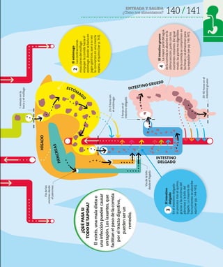 ENTRADA Y SALIDA
¿Cómo nos alimentamos? 140 141
ESTÓM
AG
O
INTESTINO
DELGADO
INTESTINO GRUESO
HÍGADO
P
Á
N
C
R
E
A
S
Vía
de
la
bilis
desde
el
hígado
El
estómago
Las
contracciones
musculares
del
esófago
empujan
la
comida
hacia
el
estómago,
donde
se
baña
en
jugos
gástricos,
que
a
su
vez
la
convierten
en
una
mezcla
espesa,
el
quimo
(ver
p.
143).
2
1
minuto
en
la
boca
y
el
esófago
2½-5
horas
en
el
estómago
3
horas
en
el
intestino
delgado
30-40
horas
en
el
intestino
grueso
El
intestino
grueso
La
mayor
parte
del
agua
de
la
comida
se
absorbe
en
la
última
sección,
junto
con
los
nutrientes
restantes.
De
igual
modo,
las
partes
no
digeribles
de
la
comida
se
comprimen
en
las
heces
y
se
almacenan
para
su
expulsión
(ver
pp.
146-147).
4
El
intestino
delgado
En
el
intestino
delgado
se
procesa
más
el
quimo,
gracias
a
las
enzimas
del
páncreas
y
la
bilis
del
hígado.
La
mayoría
de
los
nutrientes
se
absorbe
aquí
(ver
pp.
144-145).
3
Vía
de
las
enzimas
desde
el
páncreas
¿QUÉ
PASA
SI
TODO
SE
TAPONA?
El
estrés,
una
mala
dieta
o
una
infección
pueden
causar
un
tapón.
Los
laxantes,
que
facilitan
el
paso
de
la
comida
por
el
tracto
digestivo,
pueden
ser
un
remedio.
 