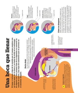 El
largo
y
tortuoso
viaje
de
la
comida
por
el
cuerpo
empieza
con
un
breve
paso
por
la
boca
y
un
baño
de
ácido
en
el
estómago.
El
objetivo
de
esta
primera
fase
de
la
digestión
es
convertir
la
comida
en
quimo,
una
sopa
de
nutrientes
que
se
procesa
en
el
intestino
delgado.
Una
boca
que
llenar
La
masticación
crea
una
bola
de
comida
saturada
de
saliva
La
glándula
salival
bajo
la
lengua
produce
una
saliva
espesa
que
tiene
enzimas
Las
glándulas
salivales
de
las
mejillas
producen
saliva
Epiglotis
abajo
Epiglotis
arriba
Hacia
abajo
La
ruta
que
va
de
la
boca
al
estómago
es
vertical;
están
conectados
por
un
tubo,
el
esófago.
La
comida
baja
gracias
a
la
gravedad
y
las
contracciones
musculares
del
esófago,
conocidas
como
movimientos
peristálticos.
Cómo
no
ahogarse
Dado
que
podemos
comer
y
respirar
por
la
boca,
es
crucial
que
la
tráquea
se
cierre
al
tragar.
Por
suerte,
el
cuerpo
tiene
un
par
de
dispositivos
de
seguridad
incorporados:
un
pequeño
trozo
de
cartílago
en
la
garganta,
la
epiglotis,
y
un
trozo
de
tejido
flexible
en
la
parte
superior
de
la
boca,
el
paladar
blando.
Masticar
Cuando
hay
comida
en
la
boca,
la
epiglotis
erguida
mantiene
la
tráquea
abierta,
para
poder
respirar
por
la
nariz
mientras
se
mastica.
Tragar
Al
tragar,
la
epiglotis
baja
para
cerrar
la
tráquea
y
sube
el
paladar
blando
para
cerrar
la
cavidad
nasal.
Listos
de
nuevo
Cuando
la
comida
ha
pasado
al
esófago,
la
epiglotis
y
el
paladar
blando
vuelven
a
la
posición
anterior,
para
poder
volver
a
respirar
y
masticar.
Empieza
la
digestión
Cuando
se
mastica
la
comida
en
la
boca,
las
glándulas
salivales
aumentan
su
producción
para
convertir
la
comida
en
una
pasta.
La
saliva
también
contiene
una
enzima,
la
amilasa,
que
convierte
el
almidón
en
azúcares
más
fáciles
de
absorber.
Otra
glándula
salival
bajo
la
mandíbula
libera
saliva
en
la
base
de
la
lengua
Epiglotis
arriba
Entra
aire
1
ESÓFAGO
TRÁQUEA
FOSA
NASAL
LENGUA
GLÁNDULA
SALIVAL
Sube
el
paladar
blando
 