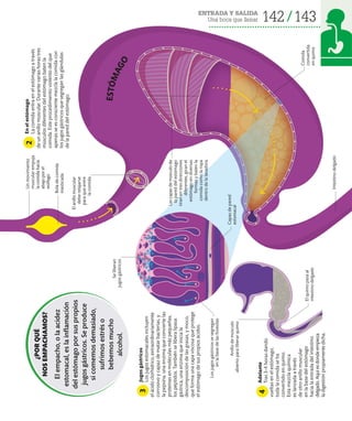 142 143
ENTRADA Y SALIDA
Una boca que llenar
Comida
convertida
en
quimo
El
quimo
pasa
al
intestino
delgado
Anillo
de
músculo
abierto
para
liberar
quimo
Bola
de
comida
masticada
En
el
estómago
La
comida
entra
en
el
estómago
a
través
de
un
anillo
muscular.
Durante
varias
horas
tres
músculos
diferentes
del
estómago
baten
la
comida.
Este
procedimiento
violento
del
que
apenas
se
es
consciente
mezcla
la
comida
con
los
jugos
gástricos
que
segregan
las
glándulas
de
la
pared
del
estómago.
2
Adelante
Tras
3-4
horas
dando
vueltas
en
el
estómago,
toda
la
comida
se
ha
convertido
en
quimo.
Esta
mezcla
química
es
lanzada
a
través
de
otro
anillo
muscular
en
la
base
del
estómago
hacia
la
entrada
del
intestino
delgado.
Aquí
es
donde
empieza
la
digestión
propiamente
dicha.
4
Jugos
gástricos
Los
jugos
estomacales
incluyen
el
ácido
clorhídrico,
extraordinariamente
corrosivo
y
capaz
de
matar
bacterias,
y
la
pepsina,
una
enzima
que
convierte
las
proteínas
en
moléculas
más
pequeñas,
los
péptidos.
También
se
libera
lipasa
gástrica,
una
enzima
que
inicia
la
descomposición
de
las
grasas,
y
moco,
que
forma
una
capa
viscosa
que
protege
el
estómago
de
sus
propios
ácidos.
Se
liberan
jugos
gástricos
Un
movimiento
muscular
empuja
la
comida
hacia
abajo
por
el
esófago
Los
jugos
gástricos
se
segregan
en
la
base
de
las
foveolas
Capas
de
pared
estomacal
Intestino
delgado
Las
capas
de
músculo
de
la
pared
del
estómago
tiran
en
tres
direcciones
diferentes,
giran
el
estómago
en
diversas
formas
y
baten
la
comida
como
la
ropa
dentro
de
la
lavadora
El
anillo
muscular
debe
relajarse
para
que
entre
la
comida
E
S
T
Ó
M
A
G
O
¿POR
QUÉ
NOS
EMPACHAMOS?
El
empacho,
o
la
acidez
estomacal,
es
la
inflamación
del
estómago
por
sus
propios
jugos
gástricos.
Se
produce
si
comemos
demasiado,
sufrimos
estrés
o
bebemos
mucho
alcohol.
3
 