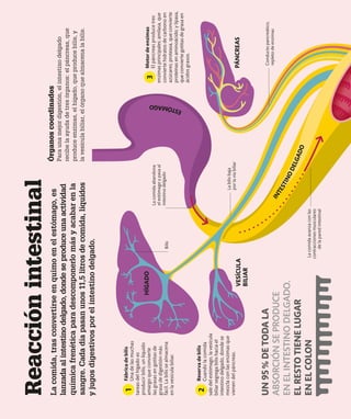 Reacción
intestinal
Bilis
Conducto
pancreático,
repleto
de
enzimas
Órganos
coordinados
Para
una
mejor
digestión,
el
intestino
delgado
recibe
la
ayuda
de
tres
órganos:
el
páncreas,
que
produce
enzimas,
el
hígado,
que
produce
bilis,
y
la
vesícula
biliar,
el
órgano
que
almacena
la
bilis.
La
comida,
tras
convertirse
en
quimo
en
el
estómago,
es
lanzada
al
intestino
delgado,
donde
se
produce
una
actividad
química
frenética
para
descomponerlo
más
y
acabar
en
la
sangre.
Cada
día
pasan
unos
11,5
litros
de
comida,
líquidos
y
jugos
digestivos
por
el
intestino
delgado.
HÍGADO
La
bilis
baja
por
la
vía
biliar
VESÍCULA
BILIAR
PÁNCREAS
La
comida
avanza
con
las
contracciones
musculares
de
la
pared
intestinal
La
comida
abandona
el
estómago
y
pasa
al
intestino
delgado
I
N
T
E
S
T
I
N
O
D
E
L
G
A
D
O
E
S
T
Ó
M
A
G
O
UN
95
%
DE
TODA
LA
ABSORCIÓN
SE
PRODUCE
EN
EL
INTESTINO
DELGADO.
EL
RESTO
TIENE
LUGAR
EN
EL
COLON
Fábrica
de
bilis
Una
de
las
muchas
tareas
del
hígado
es
producir
bilis,
un
líquido
amargo
que
convierte
las
grasas
en
gotitas
de
grasa
de
digestión
más
fácil.
La
bilis
se
almacena
en
la
vesícula
biliar.
Motor
de
enzimas
El
páncreas
produce
tres
enzimas
principales:
amilasa,
que
convierte
hidratos
de
carbono
en
azúcares;
proteasa,
que
convierte
proteínas
en
aminoácido;
y
lipasa,
que
convierte
gotitas
de
grasa
en
ácidos
grasos.
Reserva
de
bilis
Cuando
la
comida
sale
del
estómago,
la
vesícula
biliar
segrega
bilis
hacia
el
intestino
delgado,
donde
se
mezcla
con
las
enzimas
que
vienen
del
páncreas.
1
3
2
 