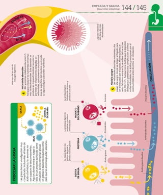 144 145
ENTRADA Y SALIDA
Reacción intestinal
Las
grasas
tienen
una
digestión
muy
complicada.
Incluso
tras
el
baño
de
ácido
clorhídrico,
las
enzimas
no
son
capaces
de
descomponerlas.
Aquí
es
donde
entra
en
juego
la
bilis.
En
un
proceso
conocido
como
emulsión,
la
bilis
rompe
las
grasas
en
gotitas
lo
bastante
pequeñas
como
para
que
las
enzimas
puedan
atacarlas.
PROCESAR
LA
GRASA
GRASA
BILIS
GOTITAS
DE
GRASA
Aminoácidos
disueltos
Azúcares
disueltos
Ácidos
grasos
disueltos
La
proteasa
digiere
la
proteína
y
produce
aminoácidos
La
amilasa
digiere
hidratos
de
carbono
y
produce
azúcares
La
lipasa
digiere
las
gotitas
de
grasa
y
produce
ácidos
grasos
Ácidos
grasos
Aminoácidos
Azúcares
La
pared
intestinal
está
llena
de
miles
de
vellosidades
C
I
R
C
U
L
A
C
I
Ó
N
BILIS
ENZIMAS
Abertura
de
las
vías
de
los
jugos
digestivos
GOTITA
DE
GRASA
PROTEÍNA
HIDRATO
DE
CARBONO
Hacia
la
sangre
Las
vellosidades
absorben
nutrientes
y
los
pasan
a
la
sangre,
donde
se
dirigen
al
hígado
para
ser
distribuidos
por
el
cuerpo.
Mientras
tanto,
el
resto
del
quimo
entra
en
la
parte
final
del
tracto
(ver
pp.
146-147).
Aunque
no
se
ilustra
aquí,
la
digestión
de
las
grasas
presenta
otra
complicación:
al
entrar
en
las
vellosidades,
los
ácidos
grasos
pasan
por
el
sistema
linfático
antes
de
entrar
en
circulación.
Inicio
de
la
absorción
Bilis
y
enzimas
colaboran
durante
3-5
horas
para
reducir
los
nutrientes
en
formas
más
fáciles
de
absorber.
Esta
absorción
se
produce
en
la
pared
intestinal,
recubierta
por
miles
de
proyecciones
alargadas,
las
vellosidades,
que
aumentan
muchísimo
el
área
de
superficie
del
intestino
y
por
ende
su
capacidad
para
absorber
nutrientes.
5
4
 