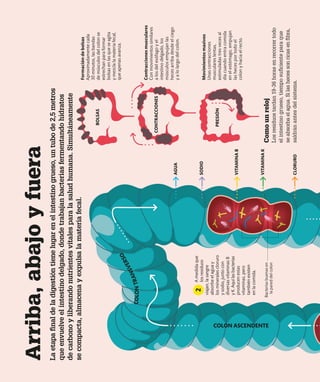 La
etapa
final
de
la
digestión
tiene
lugar
en
el
intestino
grueso,
un
tubo
de
2,5
metros
que
envuelve
el
intestino
delgado,
donde
trabajan
bacterias
fermentando
hidratos
de
carbono
y
liberando
nutrientes
vitales
para
la
salud
humana.
Simultáneamente
se
compacta,
almacena
y
expulsa
la
materia
fecal.
Arriba,
abajo
y
fuera
Formación
de
bolsas
Aproximadamente
cada
30
minutos,
las
bandas
de
músculos
del
colon
se
estrechan
para
formar
bolsas
en
las
que
se
agita
y
mezcla
la
materia
fecal,
que
apenas
avanza.
Contracciones
musculares
Con
movimientos
similares
a
los
del
esófago
y
el
intestino
delgado,
los
músculos
empujan
las
heces
arriba
desde
el
ciego
y
a
lo
largo
del
colon.
Movimientos
masivos
Unas
contracciones
musculares
lentas,
estimuladas
tres
veces
al
día
cuando
entra
comida
en
el
estómago,
empujan
las
heces
por
todo
el
colon
y
hacia
el
recto.
Como
un
reloj
Los
residuos
tardan
19-36
horas
en
recorrer
todo
el
intestino
grueso,
tiempo
suficiente
para
que
se
absorba
el
agua.
Si
las
heces
son
ricas
en
fibra,
saldrán
antes
del
sistema.
COLON ASCENDENTE
BOLSAS
CONTRACCIONES
PRESIÓN
CLORURO
VITAMINA
B
VITAMINA
K
SODIO
AGUA
Bacterias
buenas
en
la
pared
del
colon
A
medida
que
los
residuos
viajan,
la
sangre
absorbe
el
agua
y
los
minerales
cloruro
y
sodio,
junto
con
diversas
vitaminas
B
y
K.
Aquí
las
bacterias
producen
estas
vitaminas,
pero
también
existen
en
la
comida.
C
O
L
O
N
T
R
A
N
S
V
E
R
S
O
2
 