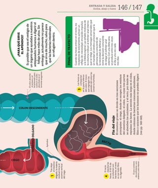146 147
ENTRADA Y SALIDA
Arriba, abajo y fuera
Fin
del
viaje
El
intestino
grueso
se
divide
en
tres
secciones
principales:
el
ciego,
donde
se
recogen
los
residuos
del
intestino
delgado;
el
colon,
en
cuyas
tres
partes
se
absorben
los
nutrientes;
y
el
recto,
por
donde
se
expulsan
las
heces.
La
sección
más
larga
es
el
colon,
donde
colonias
de
bacterias
consumen
almidones,
fibra
y
azúcares
que
los
humanos
no
pueden
digerir
(ver
pp.
148-149).
COLON DESCENDENTE
CIEGO
INTESTINO
DELGADO
ANO
Tras
dejar
el
intestino
delgado,
la
materia
residual
inicia
el
ascenso
vertical
del
ciego.
El
colon
absorbe
el
potasio
y
el
bicarbonato
para
sustituir
el
sodio
absorbido
en
el
torrente
sanguíneo
Las
heces
se
compactan
en
la
parte
inferior
del
colon.
El
moco
que
segregan
las
paredes
del
colon
las
conserva
húmedas.
El
recto
expulsa
las
heces.
El
60
%
de
su
volumen
son
bacterias;
el
resto
es
casi
todo
fibra
no
digerible.
RECTO
El
ano
contiene
dos
esfínteres:
uno
exterior
y
otro
interior
Cuando
las
heces
entran
en
el
recto,
los
receptores
de
estiramiento
activan
un
reflejo
de
«necesidad»
enviando
impulsos
a
la
médula
espinal.
Las
señales
motoras
de
la
columna
indican
al
esfínter
anal
interno
que
se
relaje.
Los
mensajes
sensoriales
que
se
mandan
al
cerebro
provocan
que
la
persona
sea
consciente
de
la
necesidad
de
defecar
y
tome
la
decisión
consciente
de
relajar
el
esfínter
anal
externo.
Con
una
dieta
sana,
se
produce
entre
tres
veces
al
día
y
una
vez
cada
tres
días.
FINAL
DE
TRAYECTO
¿PARA
QUÉ
SIRVE
EL
APÉNDICE?
Es
posible
que
sea
el
vestigio
de
un
órgano
que
ayudaba
a
nuestros
antepasados
humanos
a
digerir
el
follaje
hace
miles
de
años.
Sin
embargo,
actualmente
no
parece
que
sirva
de
mucho,
salvo
para
que
las
bacterias
intestinales
se
refugien
dentro.
Apéndice
1
4
3
 