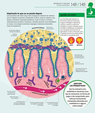 ENTRADA Y SALIDA
Proceso bacteriano 148 149
Digiriendo lo que no se puede digerir
Los microbios del colon usan como energía los hidratos de carbono
que no digiere la persona. Fermentan la fibra, como la celulosa, que
ayuda a absorber minerales dietéticos, como el calcio y el hierro,
utilizados para producir vitaminas; también aportan otros beneficios
al cuerpo. Los propios microbios segregan vitaminas esenciales,
como la vitamina K.
MAÍZ BRÓCOLI
Los microbios del intestino, al
fermentar, producen todo tipo
de gases: hidrógeno, dióxido de
carbono, metano y sulfuro de
hidrógeno. En gran cantidad causan
hinchazónyflatulencias.Losalimentos
que más gases provocan son las
legumbres, el maíz y el brócoli, pero
la cebolla, la leche y los edulcorantes
artificiales no se quedan atrás.
¿QUIÉN HA SIDO?
Las bacterias digieren
hidratos de carbono
Gases de la
fermentación
El ácido acético
es vital para la
salud muscular
El ácido butírico
produce energía para
las células intestinales
El ácido propiónico ayuda
a los tejidos a responder
a la insulina
TORRENTE CIRCULATORIO
La vitamina B ayuda a
convertir la comida
en energía
La vitamina K tiene un
papel crucial en la
coagulación de la sangre
Hidratos
de carbono
INTESTINO GRUESO
Á
C
I
D
O
A
C
É
T
I
C
O
ÁCIDO
BUTÍRICO
Á
C
I
D
O
P
R
O
P
I
Ó
N
I
C
O
V
I
T
A
M
I
N
A B VITAMI
N
A
K
Nutrientes que
son absorbidos en
el intestino grueso
Absorción hacia
la circulación
Pared de
bacterias buenas
¿QUÉ SON
LOS PROBIÓTICOS?
Son lo contrario a los
antibióticos: bacterias vivas
que se consumen, en forma de
yogur o de comprimido, para
reforzar las bacterias
intestinales afectadas por
antibióticos o alguna
enfermedad.
 
