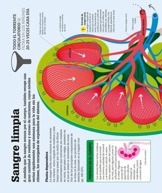 A
medida
que
la
sangre
avanza
por
el
cuerpo,
también
recoge
una
gran
cantidad
de
residuos
y
exceso
de
nutrientes,
cuyos
niveles
serían
rápidamente
una
amenaza
para
la
vida
sin
los
riñones,
los
encargados
de
expulsarlos
del
sistema.
Sangre
limpia
Planta
depuradora
La
sangre
tarda
cinco
minutos
en
atravesar
los
riñones:
entra
cargada
de
residuos
y
sale
limpia
tras
pasar
por
un
sinfín
de
filtros
microscópicos
que
convierten
los
residuos
en
orina,
que
pasa
a
la
vejiga,
momento
en
el
que
se
siente
la
necesidad
de
orinar.
Uno
de
los
principales
componentes
de
la
orina
es
la
urea,
un
producto
de
desecho
fabricado
en
el
hígado
(ver
pp.
156-157).
Todas
las
nefronas
están
fijadas
en
la
parte
central
del
riñón,
la
médula
Los
riñones
filtran
tantos
residuos
que
es
posible
que
se
acumule
una
mínima
cantidad
de
mineral
y
se
forme
un
cálculo.
A
veces
estas
«piedras»
salen
del
cuerpo
sin
más,
pero
algunas
crecen
lo
suficiente
como
para
bloquear
el
uréter.
Algunas
causas
de
la
aparición
de
estos
cálculos
incluyen
la
obesidad,
una
mala
dieta
y
poco
consumo
de
agua.
PIEDRAS
EN
EL
CUERPO
Cálculos
renales
MÉDULA
CORTEZA
ARTERIA
RENAL
V
E
N
A
R
E
N
A
L
Entra
la
sangre
sucia
Sale
la
sangre
limpia
Entrada
de
sangre
sucia
La
sangre
cargada
de
residuos
entra
en
el
riñón
por
la
arteria
renal.
Esta
arteria
se
ramifica
en
un
sinfín
de
capilares
que
alimentan
cerca
de
un
millón
de
microfiltros,
las
nefronas.
La
sangre
limpia,
tras
filtrarse,
abandona
el
riñón
por
la
vena
renal.
1
PELVIS
RENAL
La
médula
recoge
el
residuo
en
forma
de
orina
TODO
EL
TORRENTE
CIRCULATORIO
SE
FILTRA
EN
LOS
RIÑONES
20-25
VECES
CADA
DÍA
 