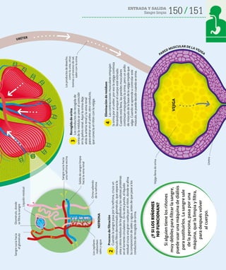 150 151
ENTRADA Y SALIDA
Sangre limpia
Los
productos
de
desecho,
como
la
urea,
otras
toxinas
y
el
exceso
de
sal,
salen
con
la
orina
Orina
saliendo
de
la
nefrona
Proceso
de
filtración
Cuando
la
sangre
pasa
por
la
nefrona,
cruza
un
minúsculo
filtro
denominado
glomérulo,
que
separa
la
urea
y
otros
residuos
de
los
glóbulos
y
las
valiosas
proteínas
en
el
torrente
circulatorio.
En
la
otra
punta,
el
líquido
residual
cruza
una
gran
vuelta
por
el
riñón,
donde
se
afina
la
composición
de
sales
y
agua,
antes
de
que
pase
a
los
conductos
de
recogida
de
orina.
2
Recogida
de
orina
Los
conductos
de
recogida
de
orina
de
la
médula
se
unen
al
coincidir
en
la
pelvis
renal.
Aquí
la
orina
deja
atrás
la
arteria
renal
y
la
vena
renal
para
entrar
en
el
uréter,
otro
conducto,
que
conecta
el
riñón
con
la
vejiga.
Eliminación
de
residuos
Las
contracciones
musculares
empujan
la
orina
por
el
uréter;
por
eso
la
vejiga
continúa
llenándose
aunque
el
cuerpo
esté
estirado.
Cuando
está
llena,
las
paredes
musculares
continúan
empujando
la
orina,
pero
un
anillo
de
músculo
de
la
base
de
la
vejiga
impide
que
salga.
Cuando
se
aprende
a
controlar
este
músculo,
se
puede
decidir
cuándo
se
orina.
3
4
VEJIGA
Sangre
sucia
hacia
el
glomérulo
NEFRONA
Los
capilares
reabsorben
sales
y
agua
Glomérulo,
donde
se
filtra
la
sangre
Líquido
residual
URÉTER
Sangre
sucia
hacia
una
nefrona
vecina
Vejiga
llena
de
orina
Uretra
¿Y
SI
LOS
RIÑONES
NO
FUNCIONAN?
Si
alguien
tiene
los
riñones
muy
débiles
para
filtrar
la
sangre,
puede
usar
una
máquina
de
diálisis
para
sustituirlos.
La
sangre
sale
de
la
persona,
pasa
por
una
máquina,
que
la
limpia
y
filtra,
para
después
volver
al
cuerpo.
Salida
de
sangre
limpia
hacia
la
vena
renal
PARED MUSCULAR DE LA VEJIGA
 