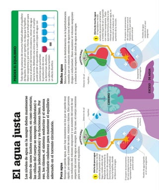 El
agua
justa
Los
niveles
de
agua
en
la
sangre
deben
mantenerse
dentro
de
unos
límites
concretos;
en
caso
contrario,
las
células
del
cuerpo
se
encogen
(deshidratan)
o
hinchan
(sobrehidratan)
y
no
funcionan
bien.
Por
eso,
los
riñones,
el
sistema
endocrino
y
el
sistema
circulatorio
colaboran
para
mantener
el
equilibrio
adecuado
en
el
torrente
circulatorio.
Alerta
de
mucha
agua
El
hipotálamo
recibe
señales
de
presión
arterial
alta
y
niveles
bajos
de
sal
y
responde
con
menos
vasopresina.
Dado
que
esta
hormona
ordena
a
los
riñones
que
almacenen
agua,
su
reducción
se
traduce
en
un
aumento
de
la
micción.
1
1
Poca
agua
Siempre
se
pierde
agua,
pero
hay
momentos
en
los
que
se
pierde
muy
rápido;
por
ejemplo,
a
través
de
sudor,
vómitos
o
diarrea.
Esto
provoca
una
reducción
del
volumen
sanguíneo
y
un
aumento
del
nivel
de
sal
respecto
del
nivel
de
agua
en
sangre.
En
tal
caso,
el
cuerpo
reacciona
para
recuperar
el
equilibrio.
Alerta
de
poca
agua
El
hipotálamo
recibe
señales
de
presión
arterial
baja
y
niveles
altos
de
sal.
Responde
aumentando
la
producción
de
vasopresina
(hormona
antidiurética)
hacia
la
hipófisis,
donde
se
libera
en
la
sangre.
Mucha
agua
Menos
frecuente
que
la
deshidratación
es
la
hiperhidratación
causada
por
un
consumo
extremo
de
agua
tras
el
ejercicio,
drogas
o
enfermedad.
Hace
aumentar
el
volumen
sanguíneo
y
reduce
la
sal
respecto
del
nivel
de
agua
en
sangre.
EXCESO
DE
AGUA
CEREBRO
El
receptor
de
estiramiento
del
vaso
sanguíneo
avisa
al
hipotálamo
de
que
baja
la
presión
arterial
H
I
P
O
T
Á
L
A
M
O
H
I
P
O
T
Á
L
A
M
O
Todo
tipo
de
sustancias
de
consumo
habitual
alteran
el
equilibrio
de
líquidos.
El
alcohol,
por
ejemplo,
no
deja
que
la
hipófisis
libere
vasopresina
y
por
eso
los
riñones,
que
se
esfuerzan
para
retirar
el
alcohol
del
torrente
circulatorio,
retiran
más
agua
hacia
la
orina.
Bebiendo
una
única
copa
de
vino,
el
cuerpo
puede
perder
el
equivalente
a
cuatro
copas
de
agua.
Las
sustancias
que
aumentan
la
producción
de
orina
se
denominan
diuréticos.
La
cafeína
tiene
también
un
efecto
diurético.
PERDER
EL
EQUILIBRIO
Hipófisis
Hipófisis
Detector
de
sal
Detector
de
sal
Niveles
de
agua
subiendo
en
el
vaso
sanguíneo
El
receptor
de
estiramiento
del
vaso
sanguíneo
avisa
al
hipotálamo
de
que
sube
la
presión
arterial
Vasopresina
a
cuentagotas
Vasopresina
a
chorro
Niveles
de
agua
bajando
en
el
vaso
sanguíneo
 