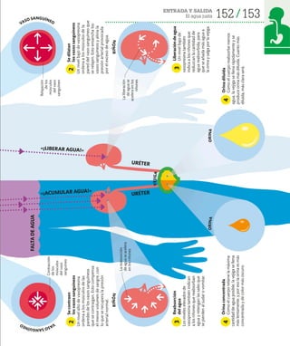 152 153
ENTRADA Y SALIDA
El agua justa
Se
contraen
los
vasos
sanguíneos
Un
nivel
alto
de
vasopresina
ordena
a
los
músculos
de
las
paredes
de
los
vasos
sanguíneos
que
se
contraigan.
Esto
compensa
el
menor
volumen
de
sangre,
con
lo
que
se
recupera
la
presión
arterial
normal.
2
Se
dilatan
los
vasos
sanguíneos
Un
nivel
bajo
de
vasopresina
ordena
a
los
músculos
de
la
pared
del
vaso
sanguíneo
que
se
relajen.
Esto
ensancha
los
vasos
sanguíneos
y
alivia
la
presión
arterial
provocada
por
el
exceso
de
agua.
FALTA
DE
AGUA
Reabsorción
del
agua
Los
niveles
elevados
de
vasopresina
también
indican
a
los
riñones
que
reabsorban
agua
y
retengan
las
sales
que
se
pierden
al
sudar
o
vomitar.
3
Liberación
de
agua
Un
nivel
bajo
de
vasopresina
también
indica
a
los
riñones
que
reduzcan
la
cantidad
de
agua
reabsorbida,
para
que
se
añada
más
agua
a
la
orina
y
salga
por
la
vejiga.
3
2
Orina
diluida
Como
el
cuerpo
reabsorbe
menos
agua,
la
vejiga
se
llena
rápidamente
y
se
produce
orina
más
diluida.
Cuanto
más
diluida,
más
clara
será.
4
Orina
concentrada
Como
el
cuerpo
retiene
la
máxima
cantidad
de
agua
posible,
la
vejiga
se
llena
más
lentamente,
y
por
eso
la
orina
es
más
concentrada
y
de
color
más
oscuro.
4
«¡ACUMULAR AGUA!»
URÉTER
URÉTER
La
reabsorción
de
agua
se
acelera
en
los
riñones
La
liberación
de
agua
se
acelera
en
los
riñones
VASO SANGUÍNEO
R
I
Ñ
Ó
N
V
A
S
O
S
A
N
G
U
Í
N
E
O
R
I
Ñ
Ó
N
V
E
J
I
G
A
Contracción
de
los
músculos
del
vaso
sanguíneo
Relajación
de
los
músculos
del
vaso
sanguíneo
«¡LIBERAR AGUA!»
O
R
I
N
A
O
R
I
N
A
 