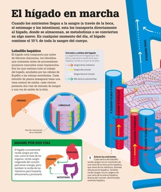 Lobulillo hepático
El hígado está compuesto por miles
de fábricas diminutas, los lobulillos,
que contienen miles de procesadores
químicos conocidos como hepatocitos.
Son los que realizan todo el trabajo
del hígado, ayudados por las células de
Kupffer y las células estrelladas. Cada
lobulillo de planta hexagonal tiene una
vena central de salida; cada vértice
presenta dos vías de entrada de sangre
y una vía de salida de la bilis.
El hígado en marcha
Cuando los nutrientes llegan a la sangre (a través de la boca,
el estómago y los intestinos), esta los transporta directamente
al hígado, donde se almacenan, se metabolizan o se convierten
en algo nuevo. En cualquier momento del día, el hígado
contiene el 10% de toda la sangre del cuerpo.
HÍGADO
LOBULILLO
Entran los nutrientes
Cada vértice del lobulillo
recibe sangre rica en nutrientes de
una rama de la vena porta hepática,
que viene de los intestinos, llamada
vénula porta hepática. También
recibe sangre rica en oxígeno de
una rama de la arteria hepática,
directa del corazón, denominada
arteriola hepática.
1
CORAZÓN
INTESTINOS
Bilis hacia la vesícula biliar
Sangre hacia el corazón
El hígado curiosamente
recibe sangre por dos
vías: como el resto de los
órganos, recibe sangre
oxigenada del corazón
para tener energía, pero
también la recibe de los
intestinos para limpiarla,
almacenarla y procesarla.
SANGRE POR DOS VÍAS
HÍGADO
VÉNULA
PORTA
HEPÁTICA
V
EN
A
H
EP
Á
TI
C
A
VÉNULA
PORTA
HEPÁTICA
ARTERIOLA
HEPÁTICA
ARTERIOLA
HEPÁTICA
Sección transversal
de un lobulillo
Sangre de los intestinos
Sangre del corazón
Entradas y salidas del hígado
La sangre entra en el hígado por dos
sitios y sale de él a través de la vena
hepática; la bilis se va por la vía biliar.
 
