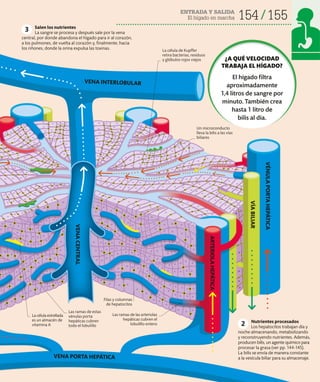 154 155
ENTRADA Y SALIDA
El hígado en marcha
La célula de Kupffer
retira bacterias, residuos
y glóbulos rojos viejos
Las ramas de estas
vénulas porta
hepáticas cubren
todo el lobulillo
Nutrientes procesados
Los hepatocitos trabajan día y
noche almacenando, metabolizando
y reconstruyendo nutrientes. Además,
producen bilis, un agente químico para
procesar la grasa (ver pp. 144-145).
La bilis se envía de manera constante
a la vesícula biliar para su almacenaje.
2
Salen los nutrientes
La sangre se procesa y después sale por la vena
central, por donde abandona el hígado para ir al corazón,
a los pulmones, de vuelta al corazón y, finalmente, hacia
los riñones, donde la orina expulsa las toxinas.
3
¿A QUÉ VELOCIDAD
TRABAJA EL HÍGADO?
El hígado filtra
aproximadamente
1,4 litros de sangre por
minuto. También crea
hasta 1 litro de
bilis al día.
VENA
CENTRAL
VENA INTERLOBULAR
VENA PORTA HEPÁTICA
ARTERIOLA
HEPÁTICA
VÍA
BILIAR
Las ramas de las arteriolas
hepáticas cubren el
lobulillo entero
Filas y columnas
de hepatocitos
VÉNULA
PORTA
HEPÁTICA
La célula estrellada
es un almacén de
vitamina A
Un microconducto
lleva la bilis a las vías
biliares
 