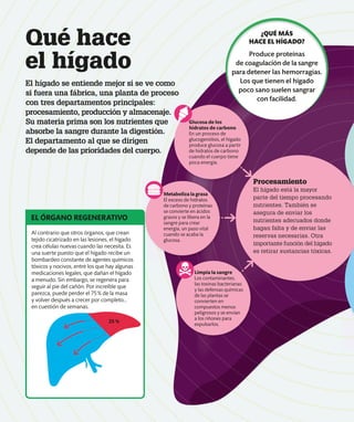 Qué hace
el hígado
Metaboliza la grasa
El exceso de hidratos
de carbono y proteínas
se convierte en ácidos
grasos y se libera en la
sangre para crear
energía, un paso vital
cuando se acaba la
glucosa.
El hígado se entiende mejor si se ve como
si fuera una fábrica, una planta de proceso
con tres departamentos principales:
procesamiento, producción y almacenaje.
Su materia prima son los nutrientes que
absorbe la sangre durante la digestión.
El departamento al que se dirigen
depende de las prioridades del cuerpo.
Procesamiento
El hígado está la mayor
parte del tiempo procesando
nutrientes. También se
asegura de enviar los
nutrientes adecuados donde
hagan falta y de enviar las
reservas necesarias. Otra
importante función del hígado
es retirar sustancias tóxicas.
Limpia la sangre
Los contaminantes,
las toxinas bacterianas
y las defensas químicas
de las plantas se
convierten en
compuestos menos
peligrosos y se envían
a los riñones para
expulsarlos.
Glucosa de los
hidratos de carbono
En un proceso de
glucogenólisis, el hígado
produce glucosa a partir
de hidratos de carbono
cuando el cuerpo tiene
poca energía.
¿QUÉ MÁS
HACE EL HÍGADO?
Produce proteínas
de coagulación de la sangre
para detener las hemorragias.
Los que tienen el hígado
poco sano suelen sangrar
con facilidad.
Al contrario que otros órganos, que crean
tejido cicatrizado en las lesiones, el hígado
crea células nuevas cuando las necesita. Es
una suerte puesto que el hígado recibe un
bombardeo constante de agentes químicos
tóxicos y nocivos, entre los que hay algunas
medicaciones legales, que dañan el hígado
a menudo. Sin embargo, se regenera para
seguir al pie del cañón. Por increíble que
parezca, puede perder el 75% de la masa
y volver después a crecer por completo...
en cuestión de semanas.
EL ÓRGANO REGENERATIVO
25 %
 