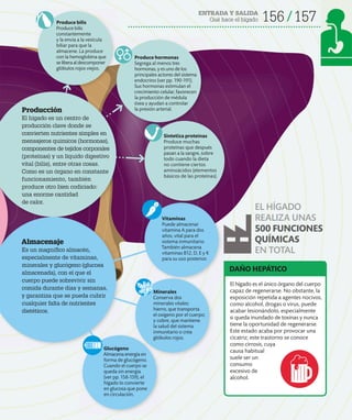 156 157
ENTRADA Y SALIDA
Qué hace el hígado
Minerales
Conserva dos
minerales vitales:
hierro, que transporta
el oxígeno por el cuerpo;
y cobre, que mantiene
la salud del sistema
inmunitario o crea
glóbulos rojos.
Vitaminas
Puede almacenar
vitamina A para dos
años, vital para el
sistema inmunitario.
También almacena
vitaminas B12, D, E y K
para su uso posterior.
Glucógeno
Almacena energía en
forma de glucógeno.
Cuando el cuerpo se
queda sin energía
(ver pp. 158-159), el
hígado lo convierte
en glucosa que pone
en circulación.
EL HÍGADO
REALIZA UNAS
500 FUNCIONES
QUÍMICAS
EN TOTAL
Almacenaje
Es un magnífico almacén,
especialmente de vitaminas,
minerales y glucógeno (glucosa
almacenada), con el que el
cuerpo puede sobrevivir sin
comida durante días y semanas,
y garantiza que se pueda cubrir
cualquier falta de nutrientes
dietéticos.
Produce hormonas
Segrega al menos tres
hormonas, y es uno de los
principales actores del sistema
endocrino (ver pp. 190-191).
Sus hormonas estimulan el
crecimiento celular, favorecen
la producción de médula
ósea y ayudan a controlar
la presión arterial.
Sintetiza proteínas
Produce muchas
proteínas que después
pasan a la sangre, sobre
todo cuando la dieta
no contiene ciertos
aminoácidos (elementos
básicos de las proteínas).
Produce bilis
Produce bilis
constantemente
y la envía a la vesícula
biliar para que la
almacene. La produce
con la hemoglobina que
se liberaaldescomponer
glóbulos rojos viejos.
El hígado es el único órgano del cuerpo
capaz de regenerarse. No obstante, la
exposición repetida a agentes nocivos,
como alcohol, drogas o virus, puede
acabar lesionándolo, especialmente
si queda inundado de toxinas y nunca
tiene la oportunidad de regenerarse.
Este estado acaba por provocar una
cicatriz; este trastorno se conoce
como cirrosis, cuya
causa habitual
suele ser un
consumo
excesivo de
alcohol.
DAÑO HEPÁTICO
Producción
El hígado es un centro de
producción clave donde se
convierten nutrientes simples en
mensajeros químicos (hormonas),
componentes de tejidos corporales
(proteínas) y un líquido digestivo
vital (bilis), entre otras cosas.
Como es un órgano en constante
funcionamiento, también
produce otro bien codiciado:
una enorme cantidad
de calor.
 