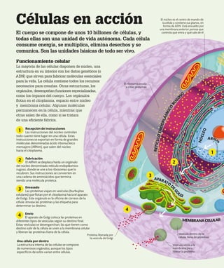 Células en acción
El cuerpo se compone de unos 10 billones de células, y
todas ellas son una unidad de vida autónoma. Cada célula
consume energía, se multiplica, elimina desechos y se
comunica. Son las unidades básicas de todo ser vivo.
Funcionamiento celular
La mayoría de las células disponen de núcleo, una
estructura en su interior con los datos genéticos (o
ADN) que sirven para fabricar moléculas esenciales
para la vida. La célula contiene todos los recursos
necesarios para crearlas. Otras estructuras, los
orgánulos, desempeñan funciones especializadas,
como los órganos del cuerpo. Los orgánulos
flotan en el citoplasma, espacio entre núcleo
y membrana celular. Algunas moléculas
permanecen en la célula, mientras que
otras salen de ella, como si se tratara
de una eficiente fábrica.
El ribosoma ayuda
a crear proteínas
El núcleo es el centro de mando de
la célula y contiene sus planos, en
forma de ADN. Está envuelto por
una membrana exterior porosa que
controla qué entra y qué sale de él
Una célula por dentro
La estructura interna de las células se compone
de numerosos orgánulos, aunque los tipos
específicos de estos varían entre células.
Fabricación
El ARNm se desplaza hasta un orgánulo
del núcleo denominado retículo endoplásmico
rugoso, donde se une a los ribosomas que lo
recubren. Sus instrucciones se convierten en
una cadena de aminoácidos que termina
siendo una molécula proteica.
Recepción de instrucciones
Las instrucciones del núcleo controlan
todo cuanto tiene lugar en una célula. Estas
instrucciones se exportan en forma de grandes
moléculas denominadas ácido ribonucleico
mensajero (ARNm), que salen del núcleo
hacia el citoplasma.
Envasado
Las proteínas viajan en vesículas (burbujitas
celulares) que flotan por el citoplasma hacia el aparato
de Golgi. Este orgánulo es la oficina de correos de la
célula: envasa las proteínas y las etiqueta para
determinar su destino.
Envío
El aparato de Golgi coloca las proteínas en
diferentes tipos de vesículas según su destino final.
Estas vesículas se desenganchan; las que tienen como
destino salir de la célula se unen a la membrana celular
y liberan las proteínas fuera de la célula.
2
1
3
4
R
E
T
Í
C
U
L
O
E
N
D
O
P
L
Á
S
M
I
C
O
R
U
G
O
S
O
APARATO
D
E
G
O
LGI
Proteína liberada por
la vesícula de Golgi
Vesícula unida a la
membrana para
liberar la proteína
Vesícula dentro de la
célula, llena de proteínas
MEMBRANACELULAR
N
Ú
C
L
E
O
1
2
3
4
ARNm
 