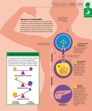 ENTRADA Y SALIDA
Equilibrio energético 158 159
La energía se mide en calorías. Un filete contiene
unas 500 calorías, como una bolsa grande de
patatas fritas o diez manzanas. En reposo necesitas
unas 1800 calorías al día para mantener el peso.
El equilibrio se pierde si entra o sale más energía.
Señal de
«¡Quemar!»
Pocas horas después
de comer, el páncreas
detecta una caída en
el nivel de glucosa en
sangre y libera la hormona
glucagón en el torrente
circulatorio para indicar
al hígado que ponga en
circulación glucosa
almacenada en forma
de glucógeno (ver pp.
156-157).
1
SALIDA
DE CALORÍAS
ENTRADA
DE CALORÍAS
MANTENIMIENTO DEL PESO
PÉRDIDA DE PESO
Grasa enviada
al músculo
El glucagón también
ordena a las células
grasas que liberen los
ácidos grasos en el
torrente circulatorio,
para que otras células
lo utilicen como
fuente de energía.
2
La célula muscular
quema grasa
Aquí una célula muscular
recibe ácidos grasos de
una célula grasa y los
descompone para
obtener energía.
3
¡QUEMAR!
¡QUEMAR!
Ácidos grasos liberados en
el torrente circulatorio
Ácidos grasos quemados
en una célula muscular
Quemar el combustible
A medida que las células del cuerpo absorben
nutrientes, el nivel de glucosa en sangre empieza
a caer. A no ser que se digiera más comida, este
nivel baja hasta un punto en el que el cuerpo
quema grasa en lugar de glucosa como energía.
Una vez más, el páncreas organiza este proceso.
OFERTA Y DEMANDA ENERGÉTICA
AUMENTO DE PESO
PÁNCREAS
Pocas moléculas de
azúcar indican un
nivel bajo de azúcar
en sangre
 